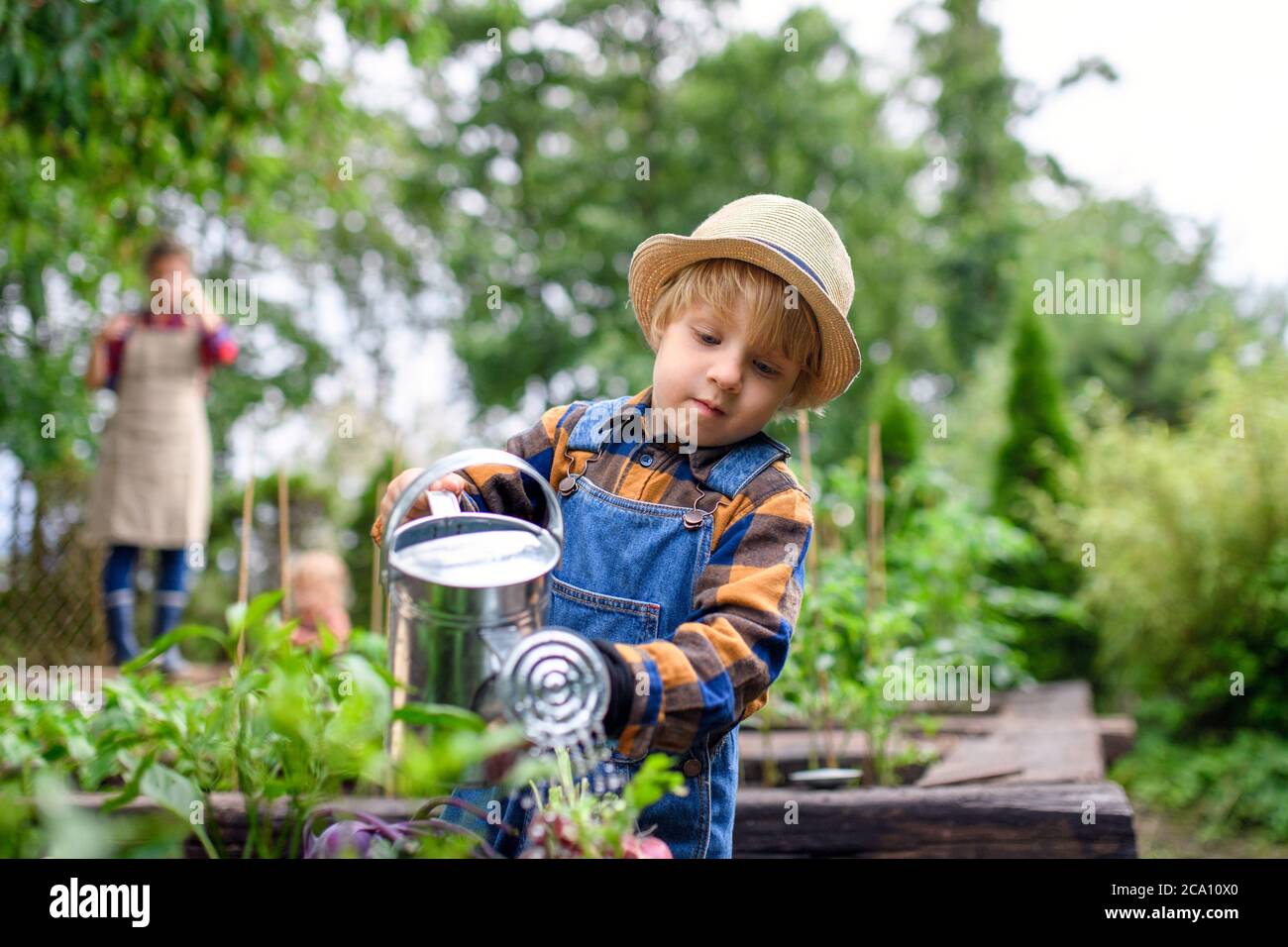Piccolo ragazzo annaffiando verdure in fattoria, giardinaggio e coltivazione di verdure biologiche. Foto Stock