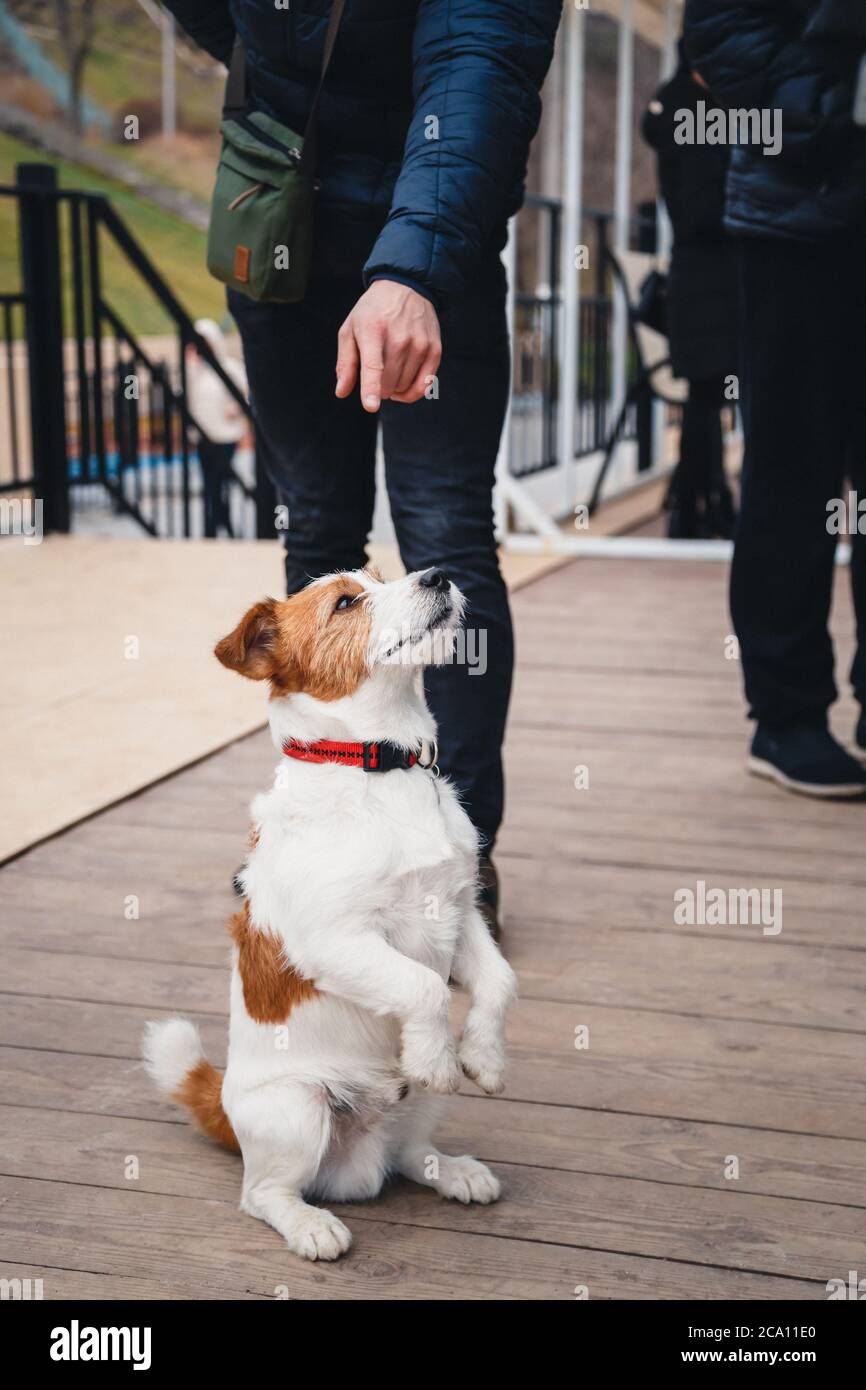 Carino cane Jack Russell Terrier seduto tra un grovidio di persone all'aperto Foto Stock