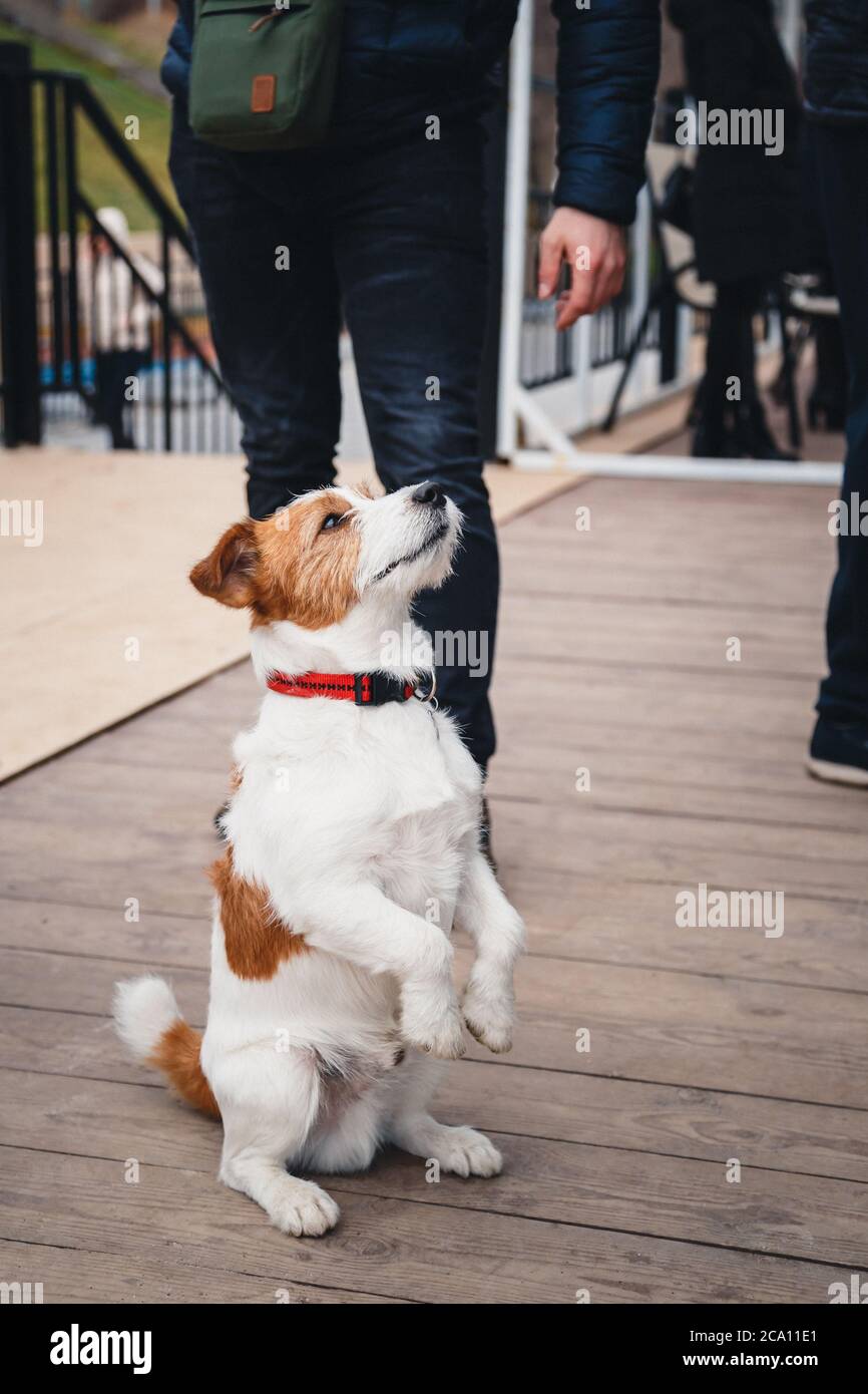 Primo piano di carino cane Jack Russell Terrier seduta tra un grovaio di persone all'aperto Foto Stock