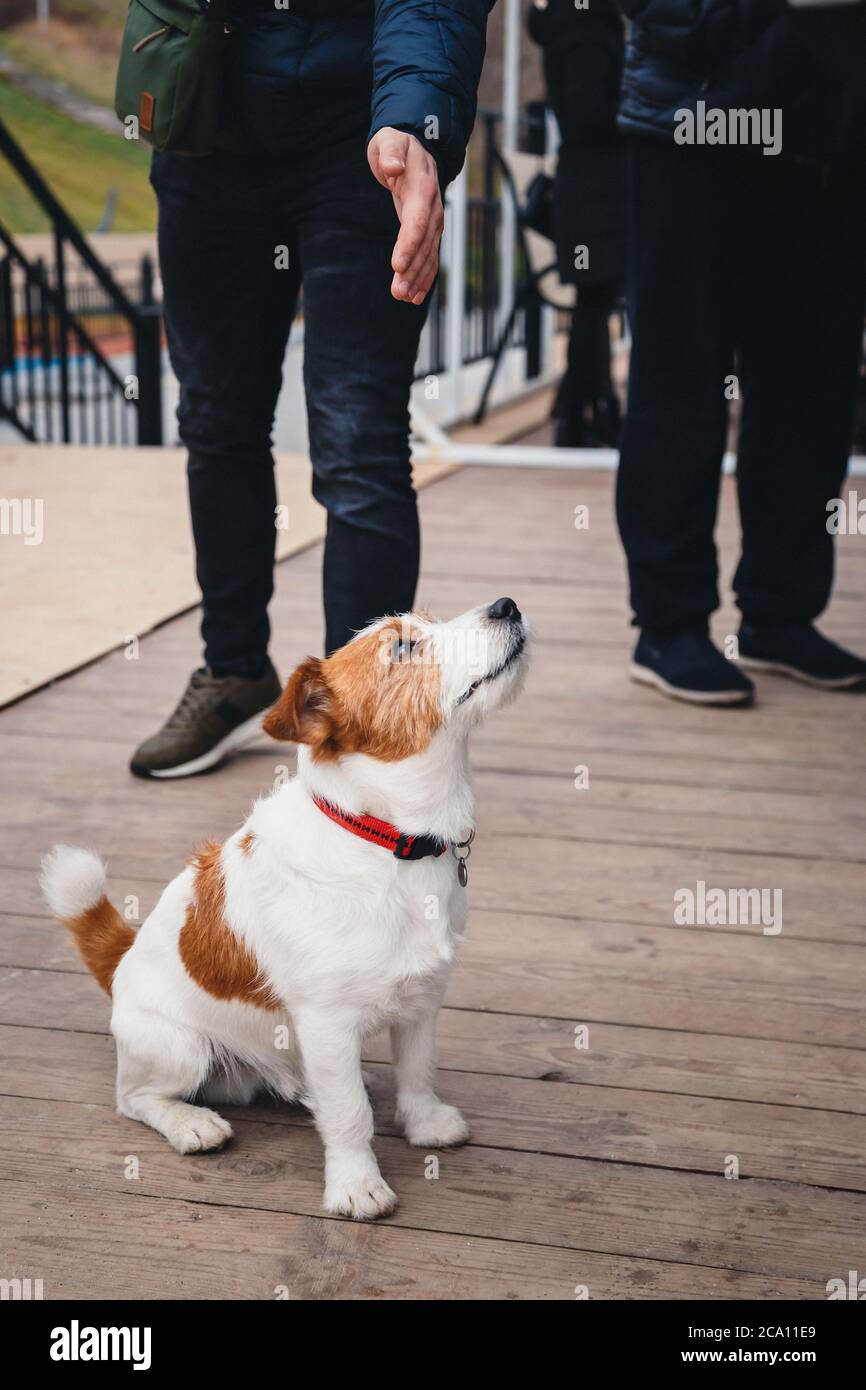 Carino cane Jack Russell Terrier seduto tra un grovidio di persone all'aperto Foto Stock