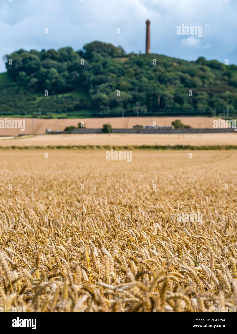 Raccolto di grano a maturazione dorata con torre vittoriana in cima alla collina, monumento Hopetoun, East Lothian, Scozia, Regno Unito Foto Stock