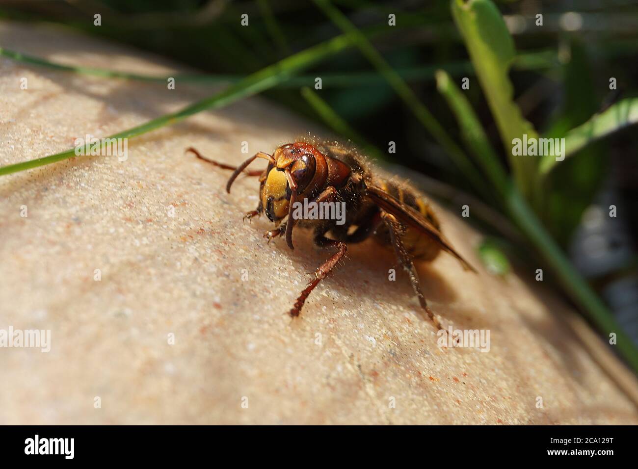 Hornet che si scalda al sole Foto Stock