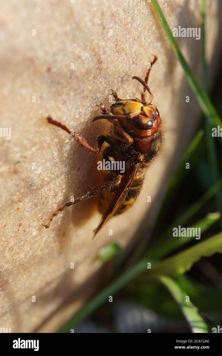 Hornet che si scalda al sole Foto Stock