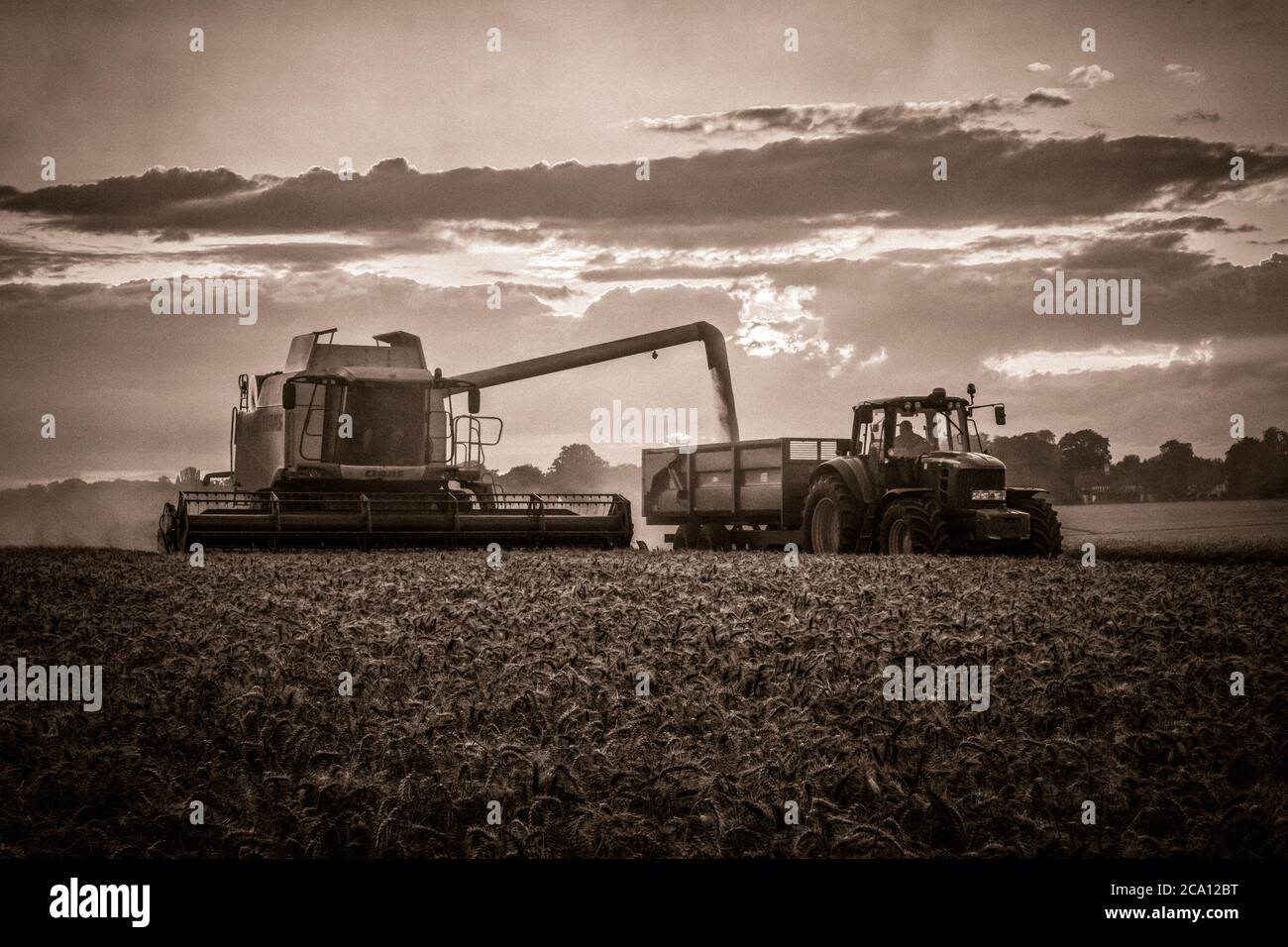 Mietitrebbia con grano tagliato da scarico Foto Stock