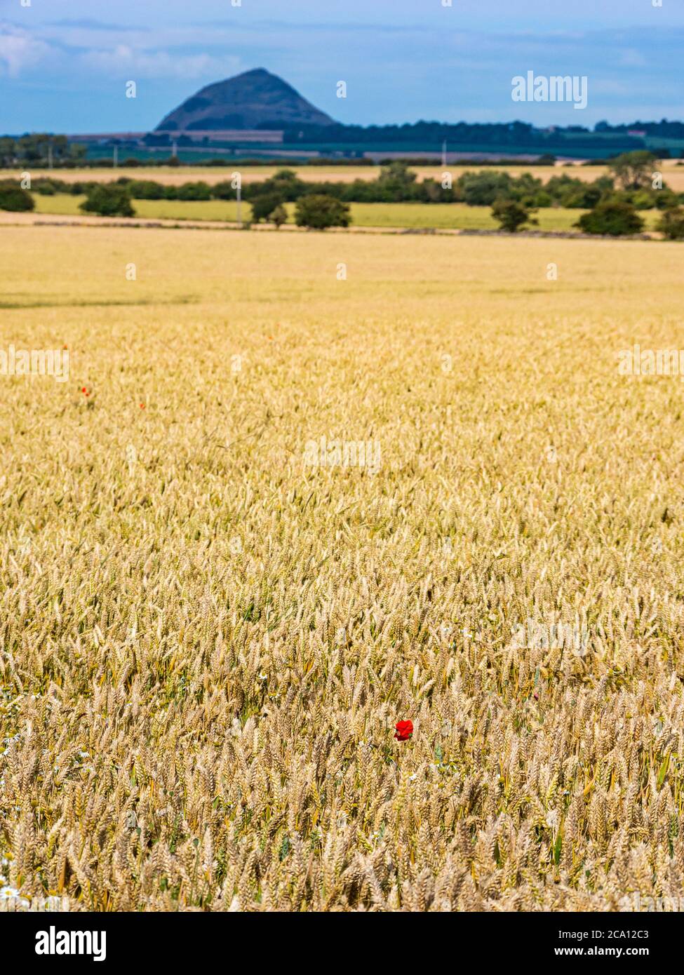 Raccolto di grano estivo d'oro con profilo della legge di Berwick in distanza, Lothian orientale, Scozia, Regno Unito Foto Stock