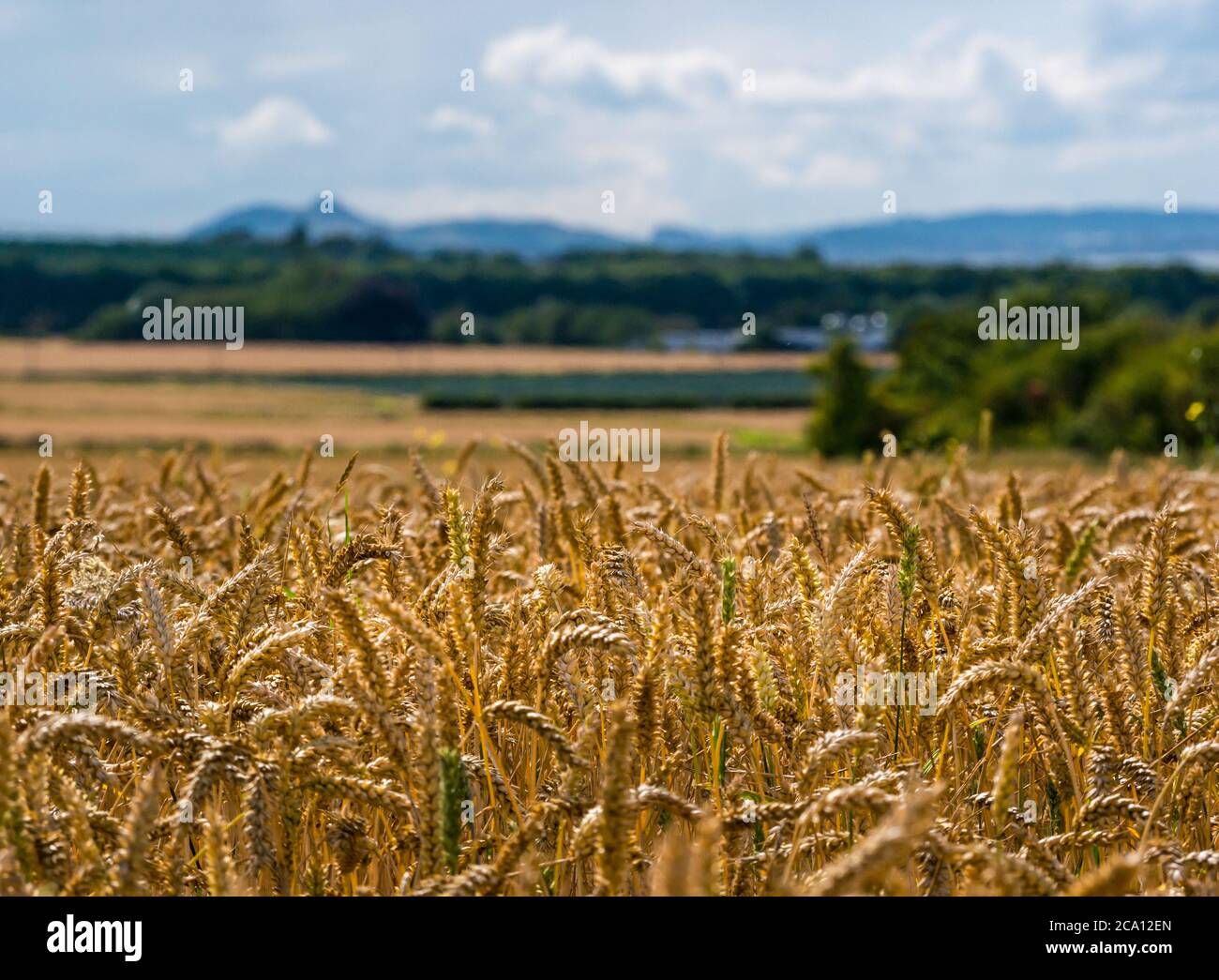 Coltivazione di grano estivo a maturazione d'oro con profilo di Arthur's Seat in Distance, East Lothian, Scozia, Regno Unito Foto Stock
