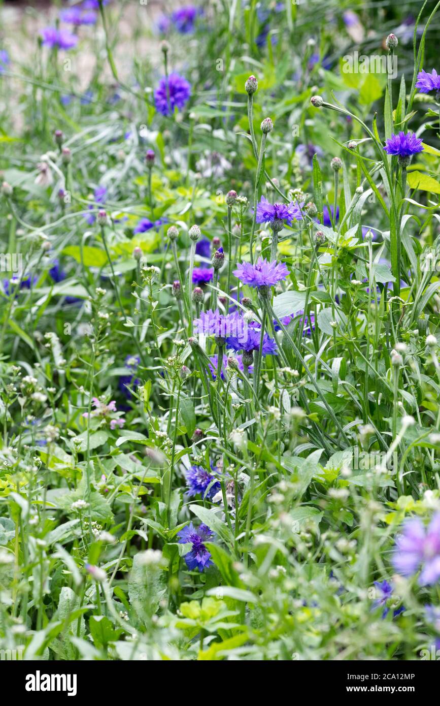 Centaurea ciano fiorire in un giardino di taglio. Fiori di mais. Foto Stock