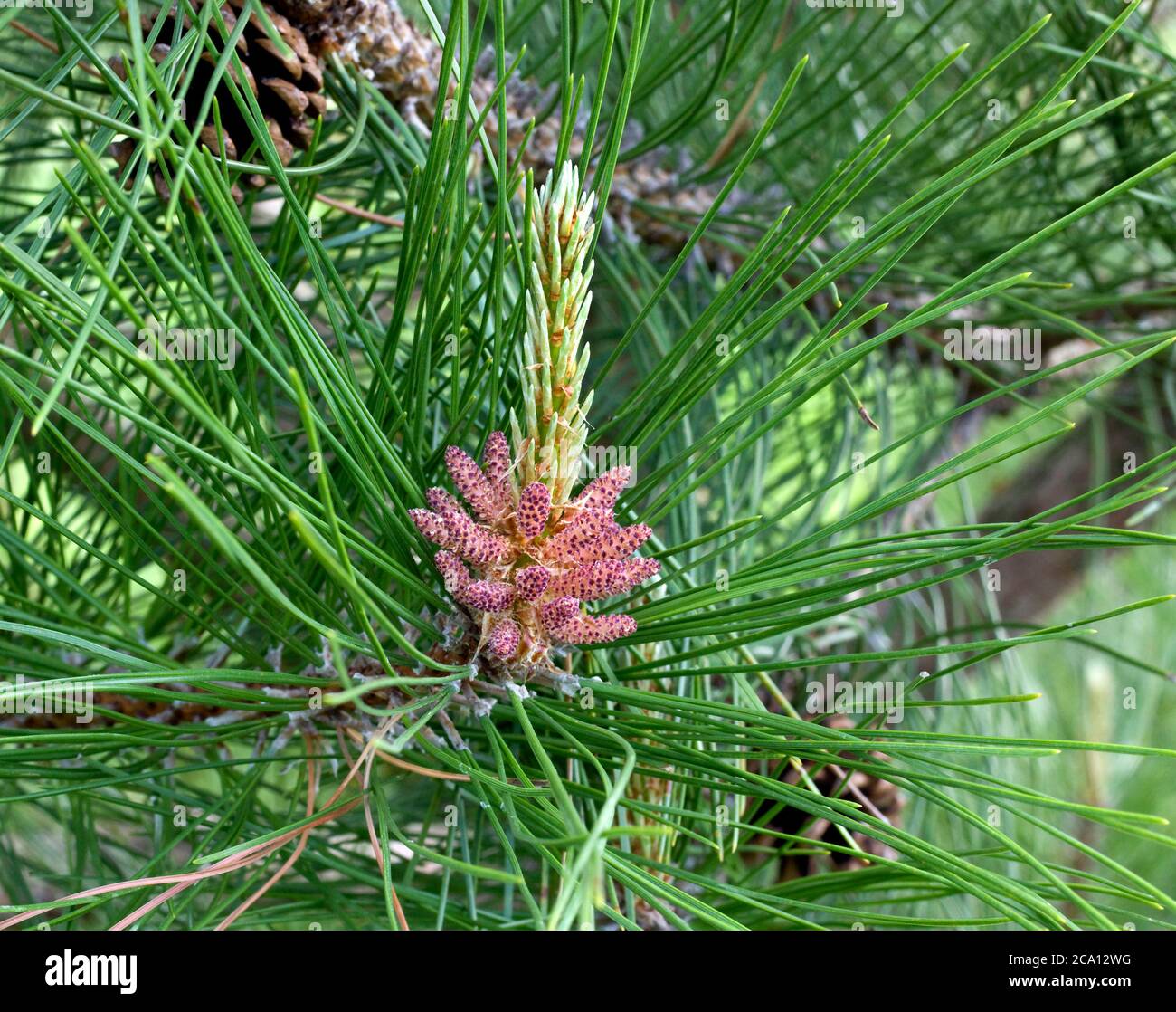 Fiore maschile di pino rosso, Pinus resinosa, composto da coni di polline formati alla base di nuovo sparo. Foto Stock