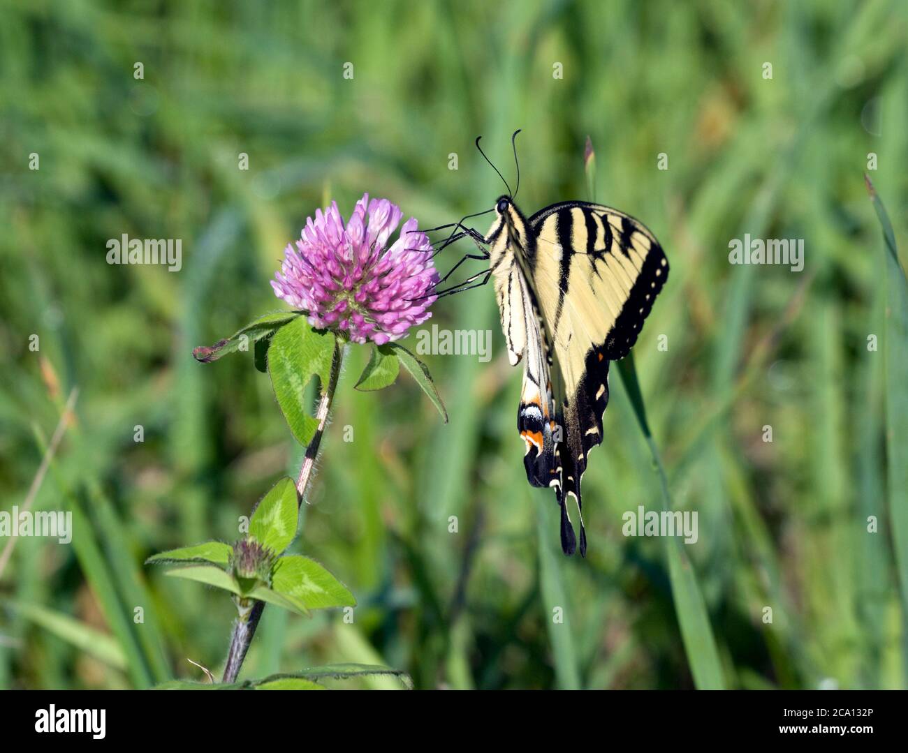 Tiger Swallowtail Butterfly, Pterourus glaucus, su Red Clover, Trifolium pratense, Blossom Foto Stock