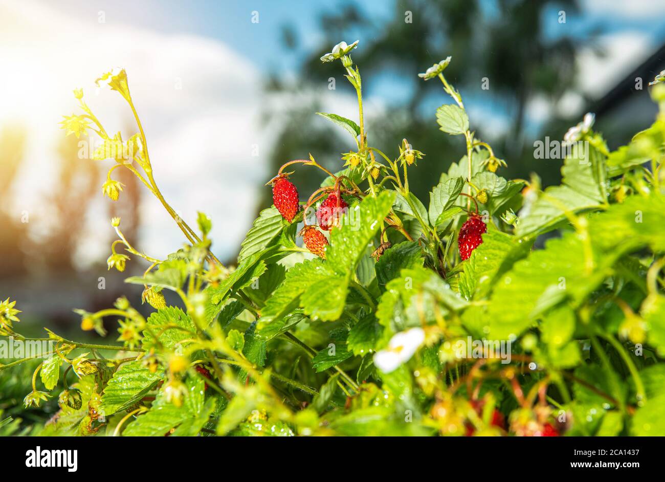 Self Growth fragole selvatiche biologiche frutta primo piano. Giorno caldo estivo in giardino. Foto Stock