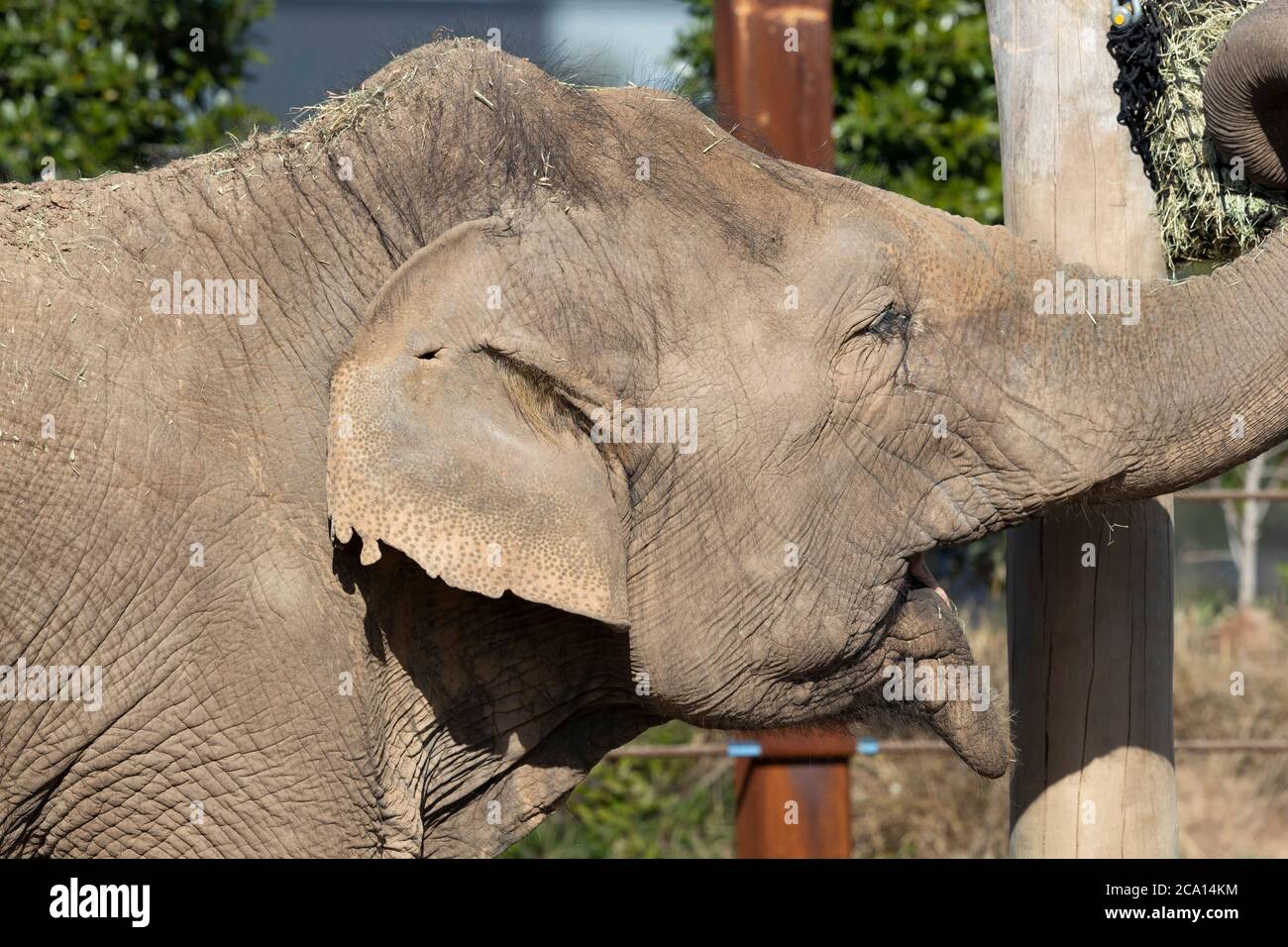 Primo piano dell'orecchio e della pelle rugosa di un elefante Foto Stock