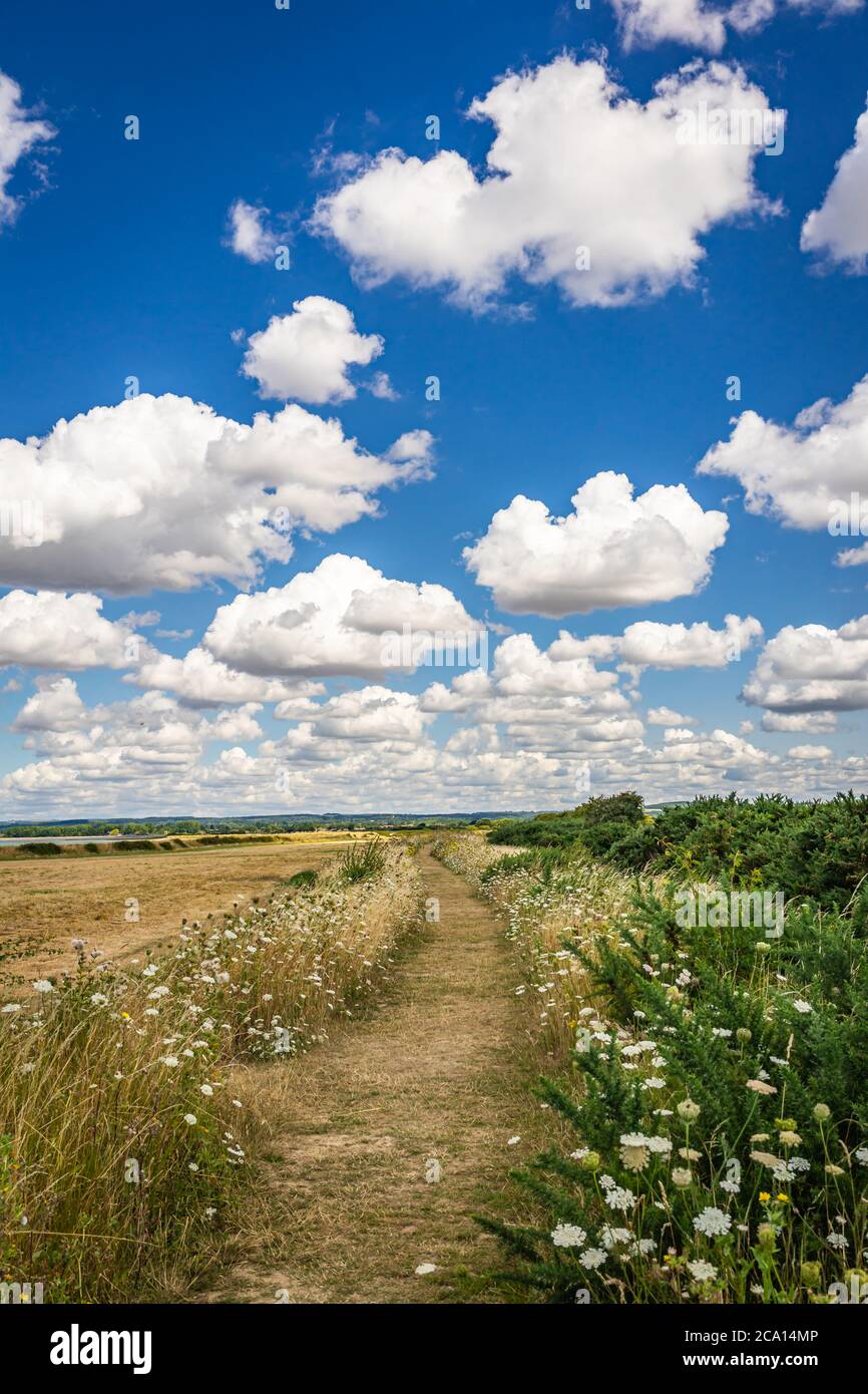 Pista di fattoria che corre attraverso fiori selvatici Foto Stock