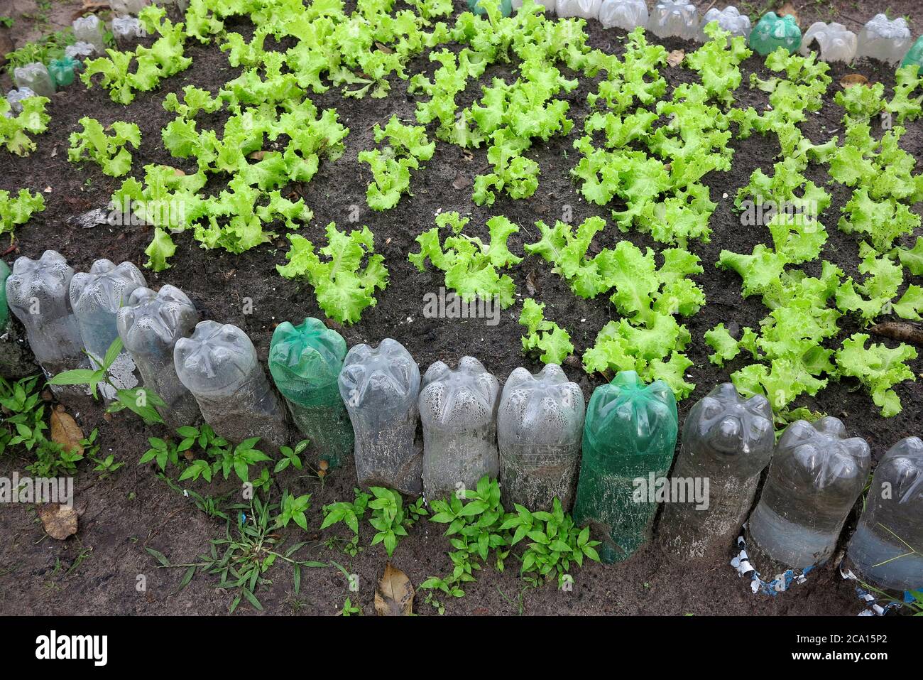 Orticoltura con bottiglia di plastica riciclata in casa familiare cortile sulla campagna del Brasile Foto Stock