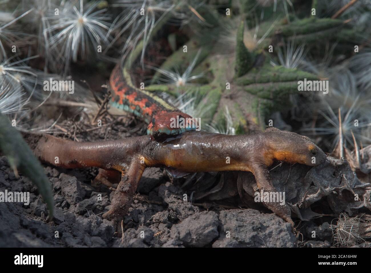 Un gartersnake californiano dal lato rosso (Thamnophis sirtalis infernalis) che mangia un novello (Taricha torosa), 1 di pochi predatori che possono maneggiare le tossine nuove. Foto Stock