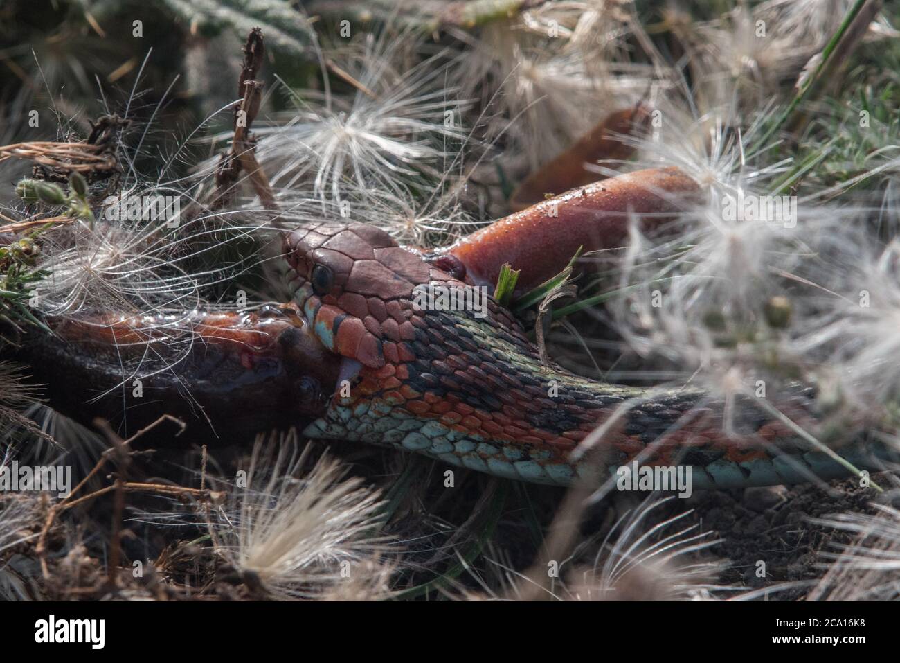 Un gartersnake californiano dal lato rosso (Thamnophis sirtalis infernalis) che mangia un novello (Taricha torosa), 1 di pochi predatori che possono maneggiare le tossine nuove. Foto Stock