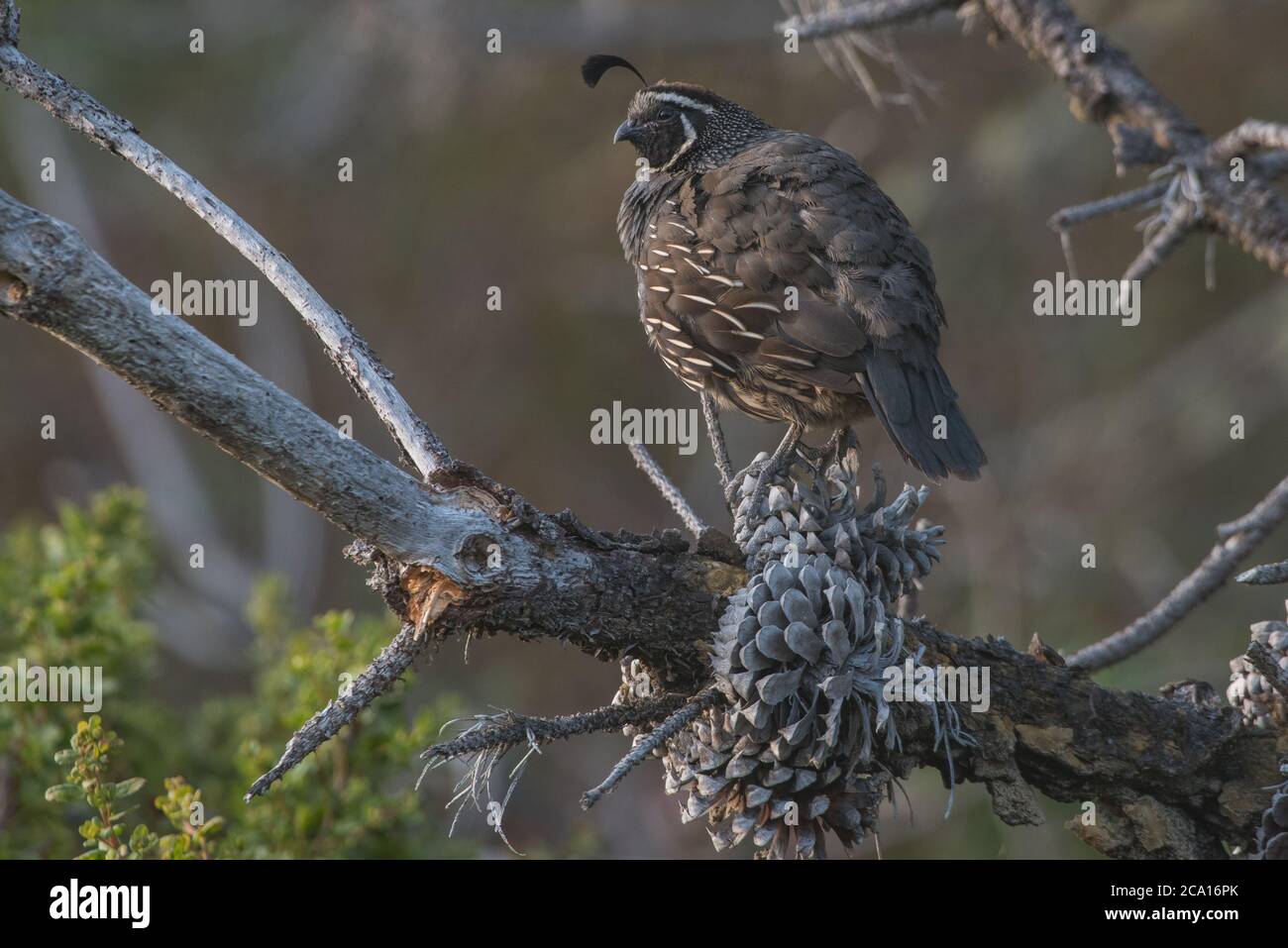 Una quaglia della California (Callipepla californica), uccello di stato della California. Visto in Point Reyes National Seashore. Foto Stock