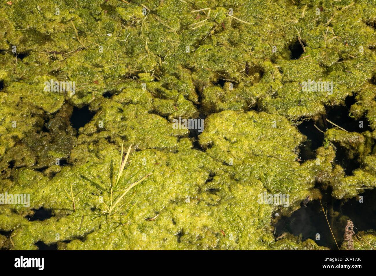 primo piano di alghe verdi galleggianti sul bacino del fiume presso il mulino di horstead vicino norwich Foto Stock