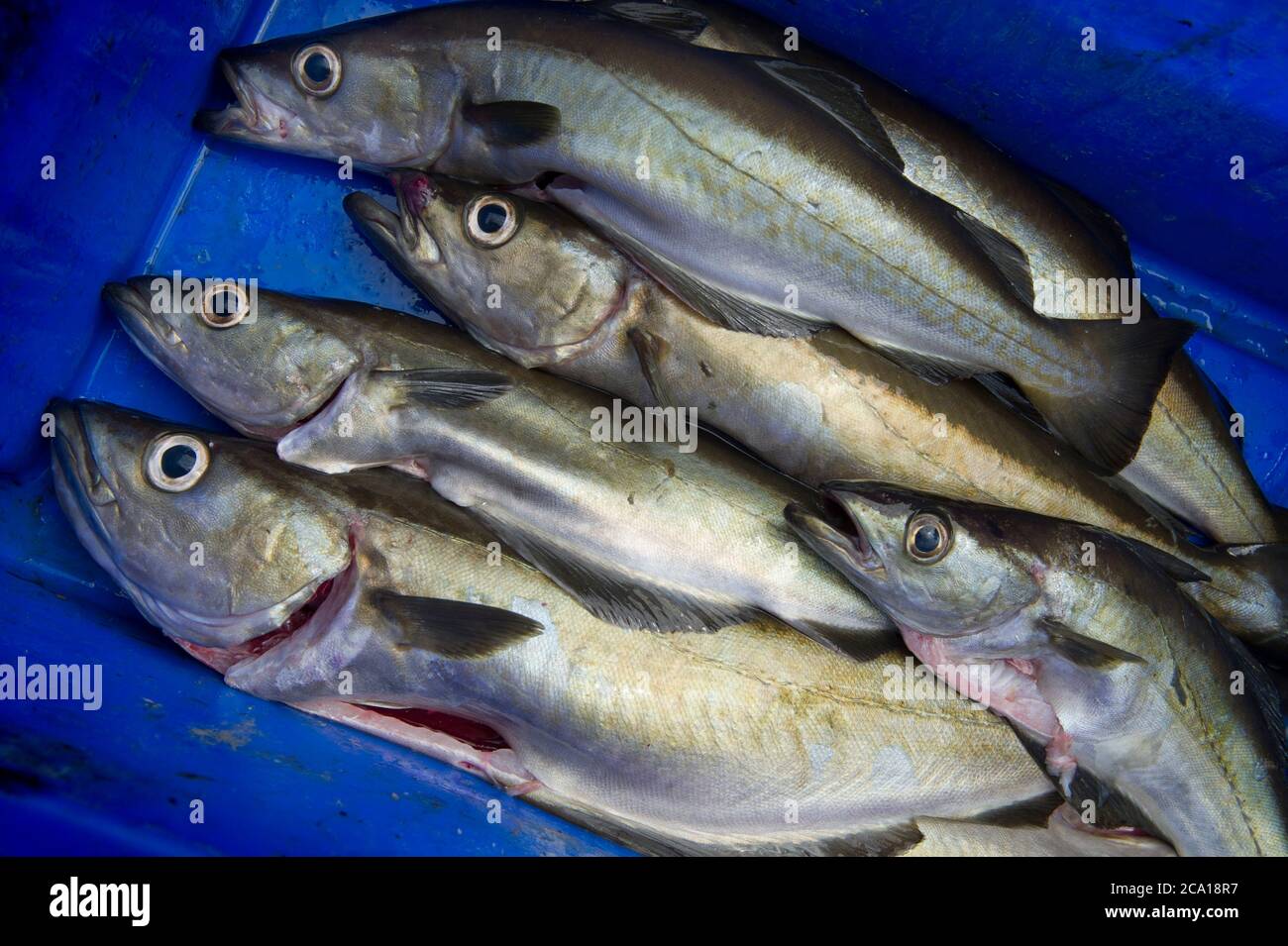 Pesce appena pescato Pollack Cornish Foto Stock