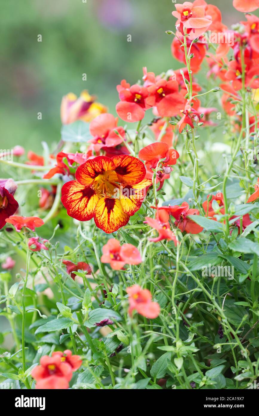 Tropaeolum majus "Orchidea fiamma". Nasturzio "Orchidea fiamma" che pepola attraverso i fiori di Diascia. Foto Stock