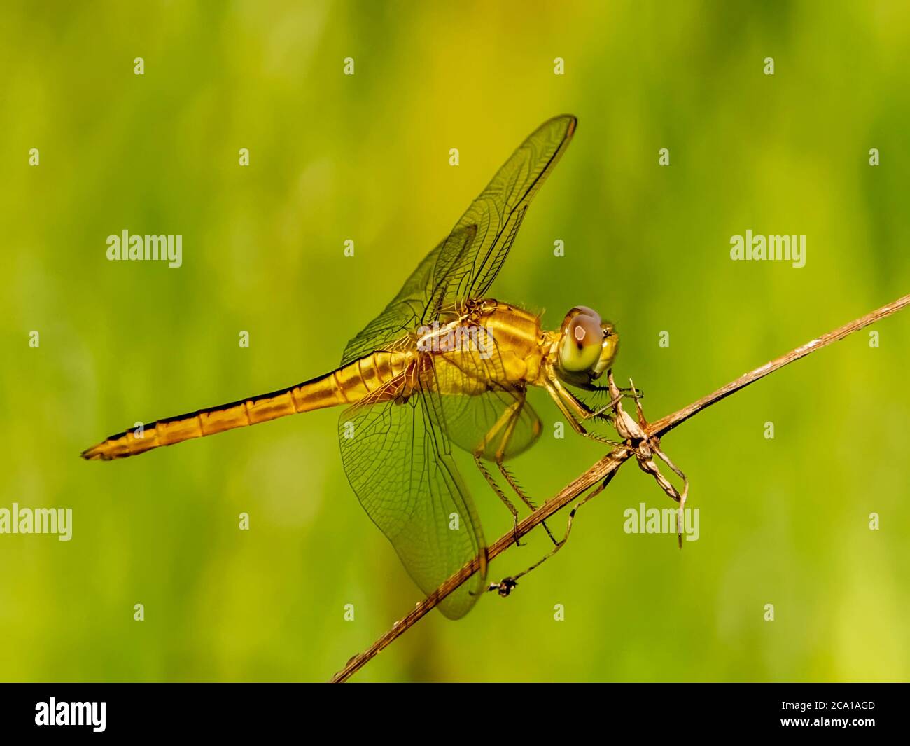 Primo piano di Scarlet Skimmer Dragonfly femminile preso in Ufer Family Park a Sarasota Florida Stati Uniti Foto Stock