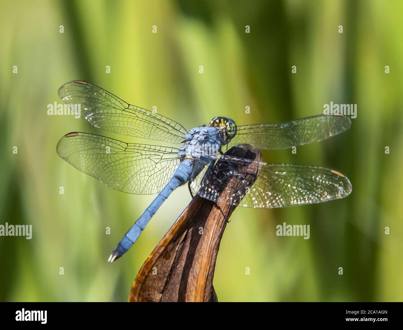Primo piano di dragonfly maschile orientale o comune di Pondhawk preso a Deer Prairie Creek Preserve a North Port Florida Stati Uniti Foto Stock