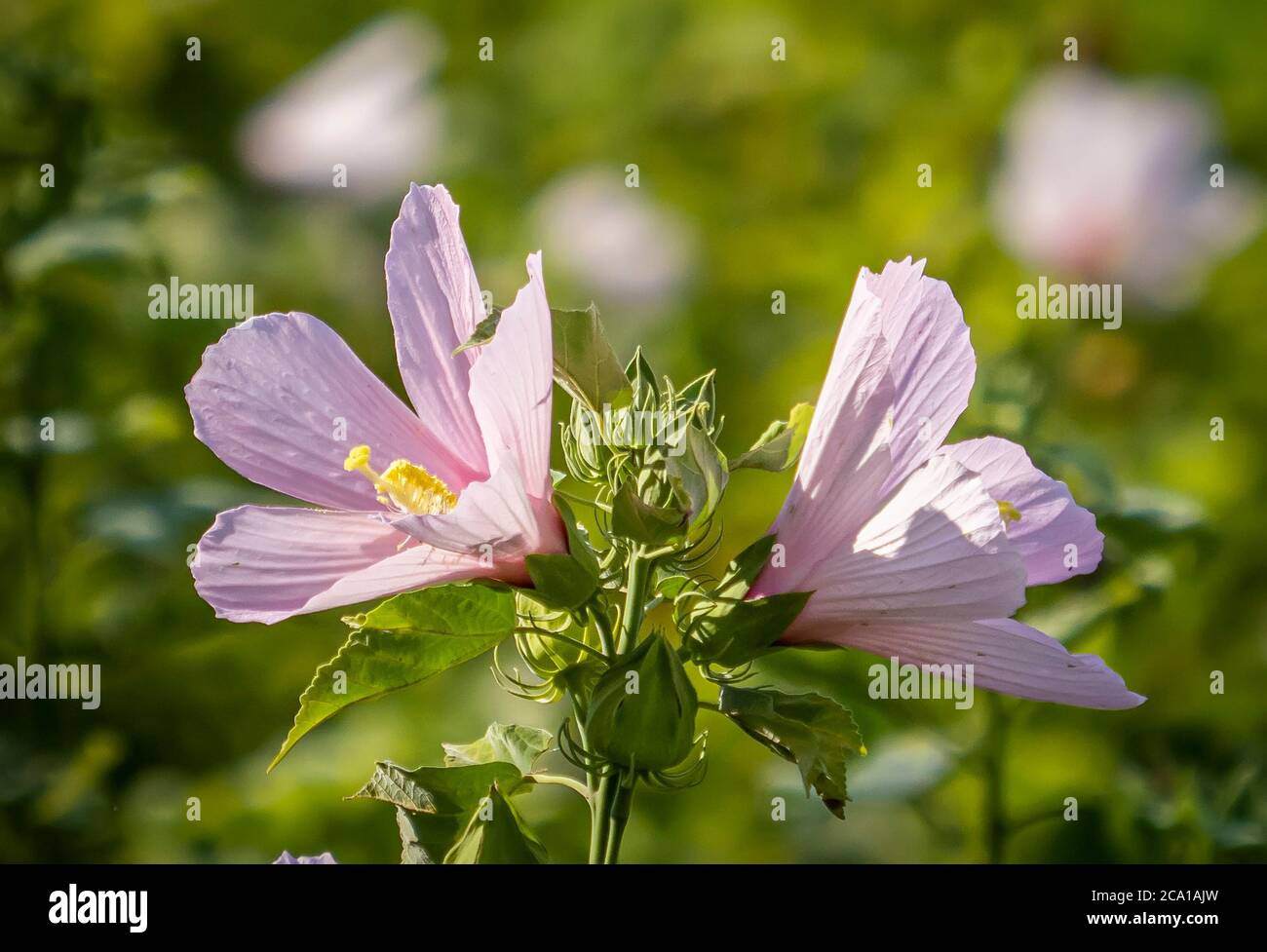 Swamp Mellow chiamato anche Rose Mallow o Swamp Rose Mellow nel Myakka River state Park a Sarasota Florida USA Foto Stock