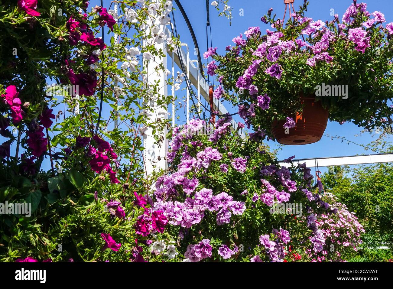 Piante porpora appese sulla veranda del giardino Foto Stock