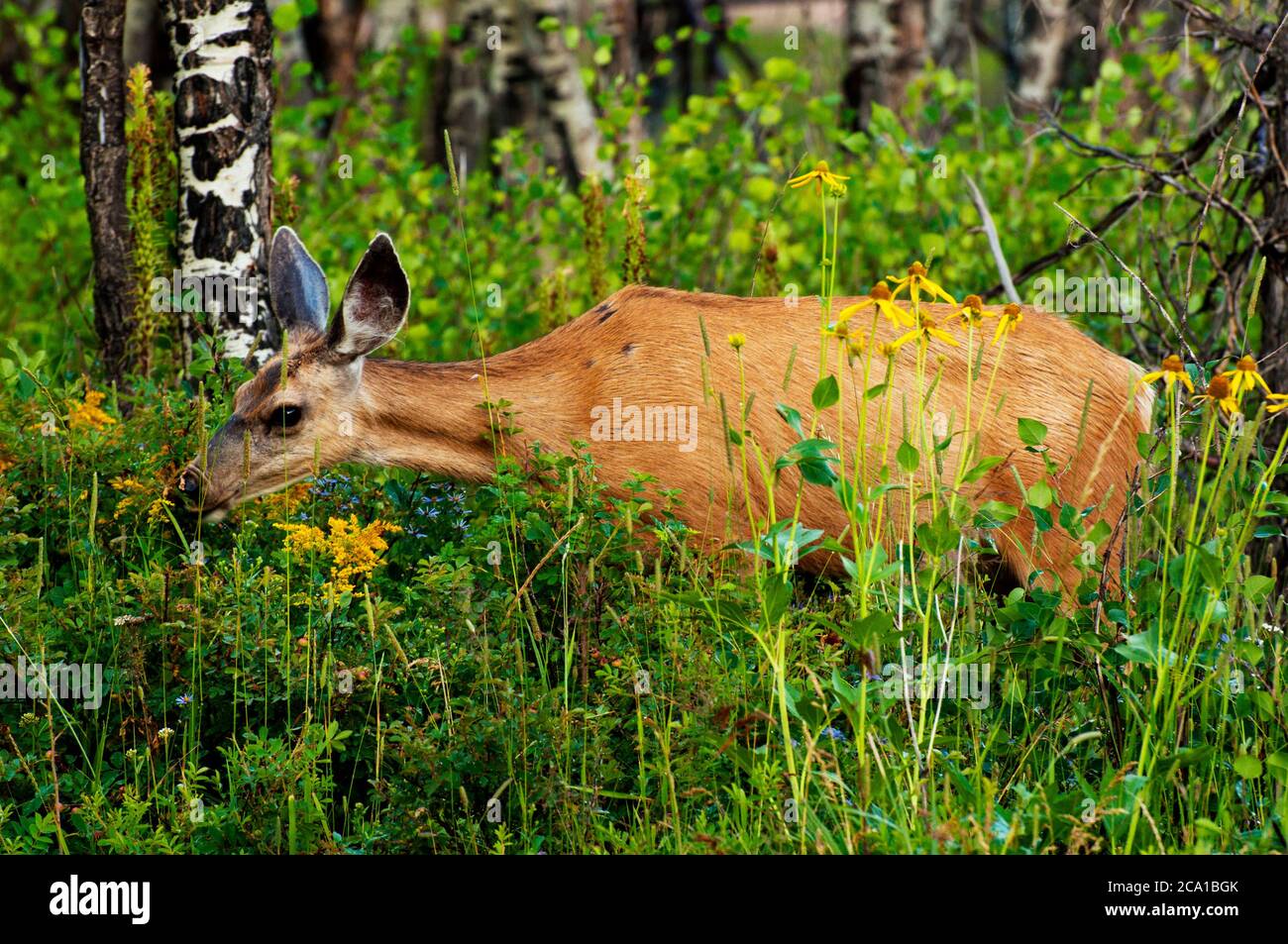 Cervi muli femminili che mangiano nel Rocky Mountain National Park, Colorado USA Foto Stock