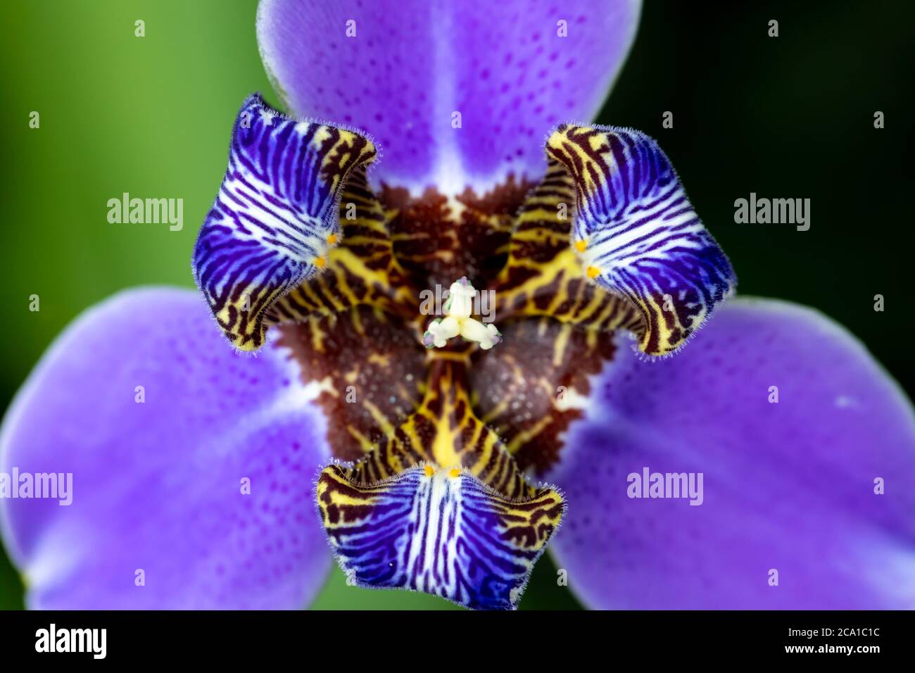 Primo piano di una luminosa e colorata neomarica gracilis, conosciuta come iris da passeggio, fiore a fuoco selettivo Foto Stock