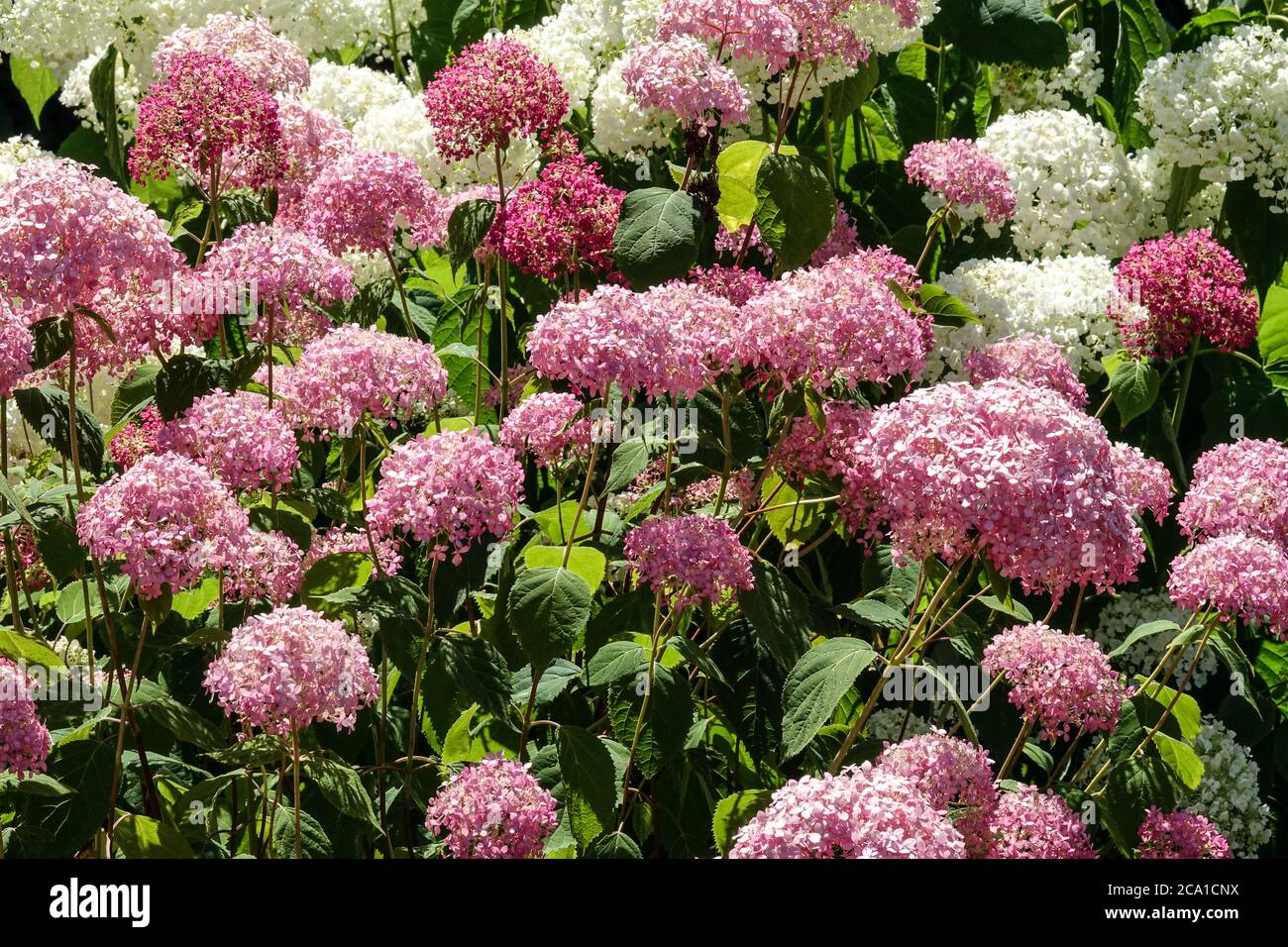 Hydrangea arborescens 'Annabelle rosa' Hydrangeas Annabelle giardino fiori Hydrangea Annabelle, liscia Hydrangea Foto Stock