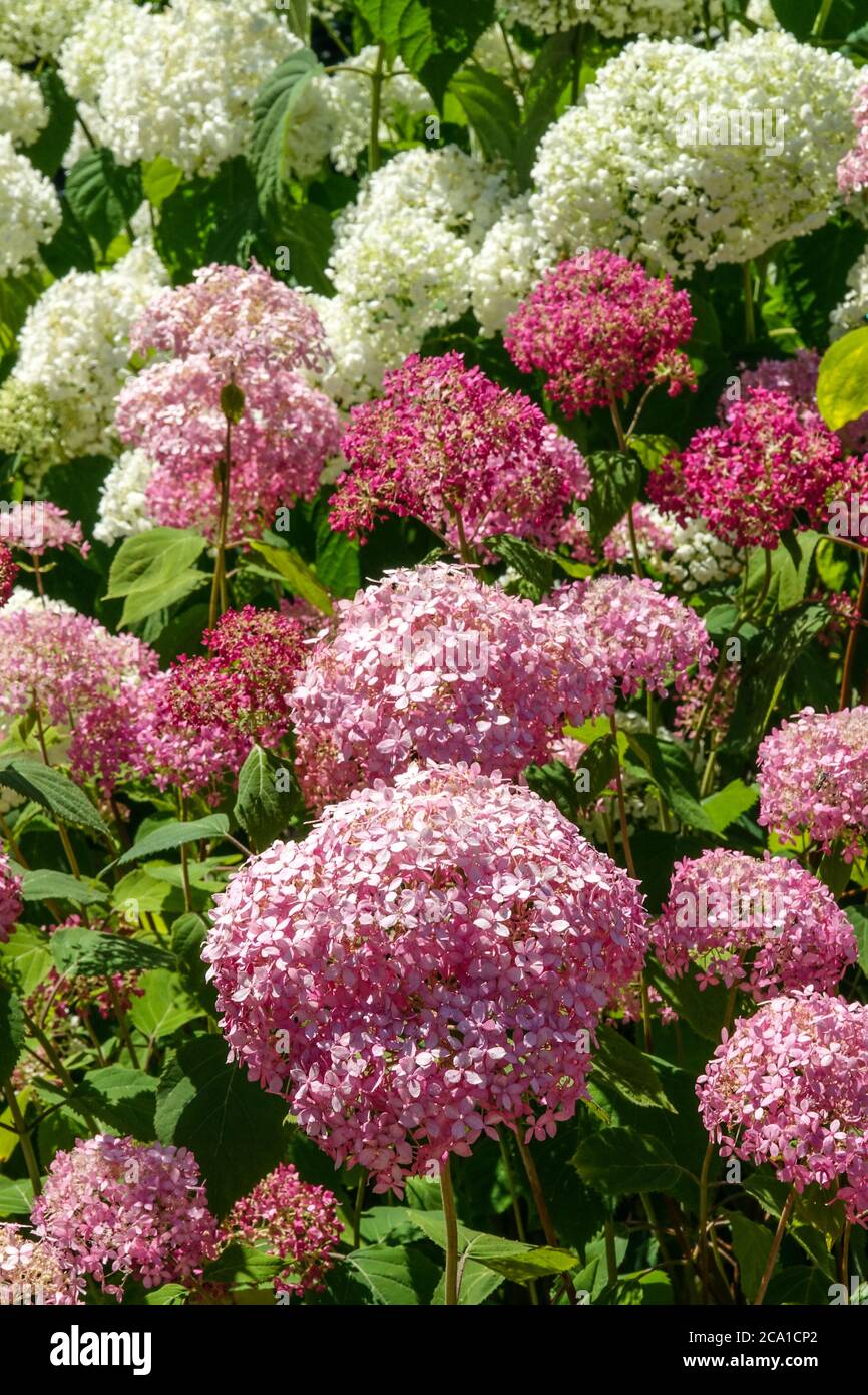Hydrangea arborescens 'Annabelle Rosa' Hydrangea Annabelle Foto Stock