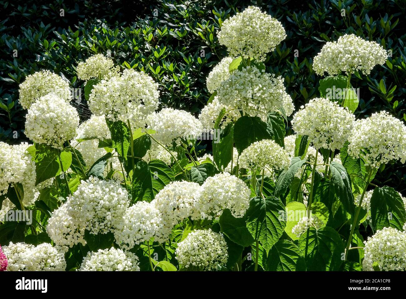 White Hydrangea arborescens 'Strong Annabelle' Hydrangea Annabelle Foto Stock