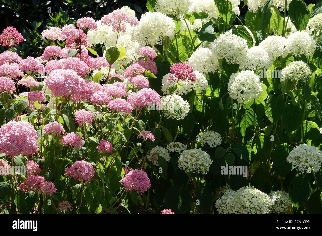 Idrangea arborescens 'Annabelle Rosa' e 'Strong Annabelle' giardino idrangee Foto Stock