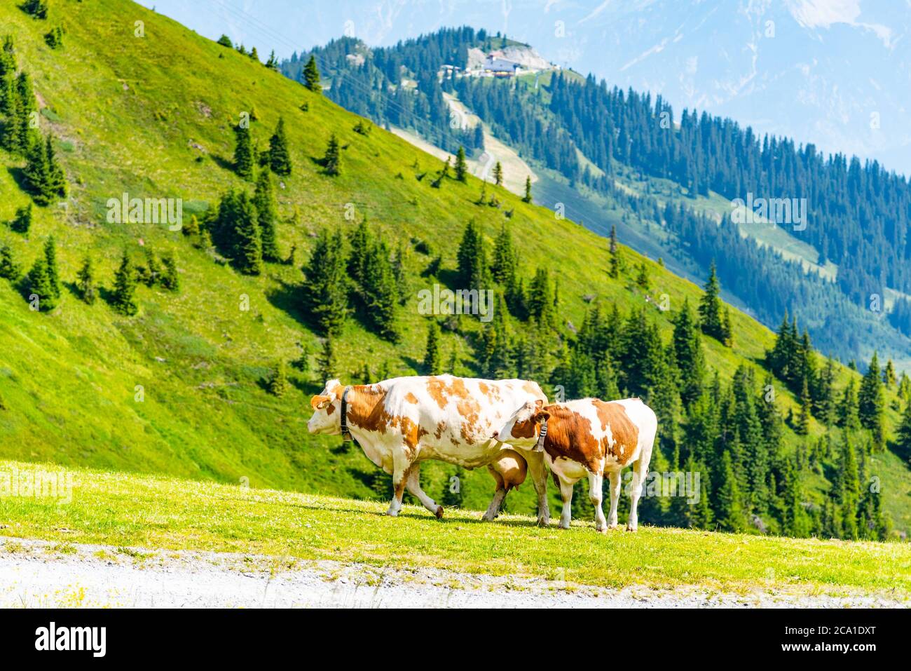Mucche pascolano su prati verdi e lussureggianti. Alpi austriache, Austria. Foto Stock Mucche pascolano su prati verdi e lussureggianti. Alpi austriache, Austria. Foto Stock
