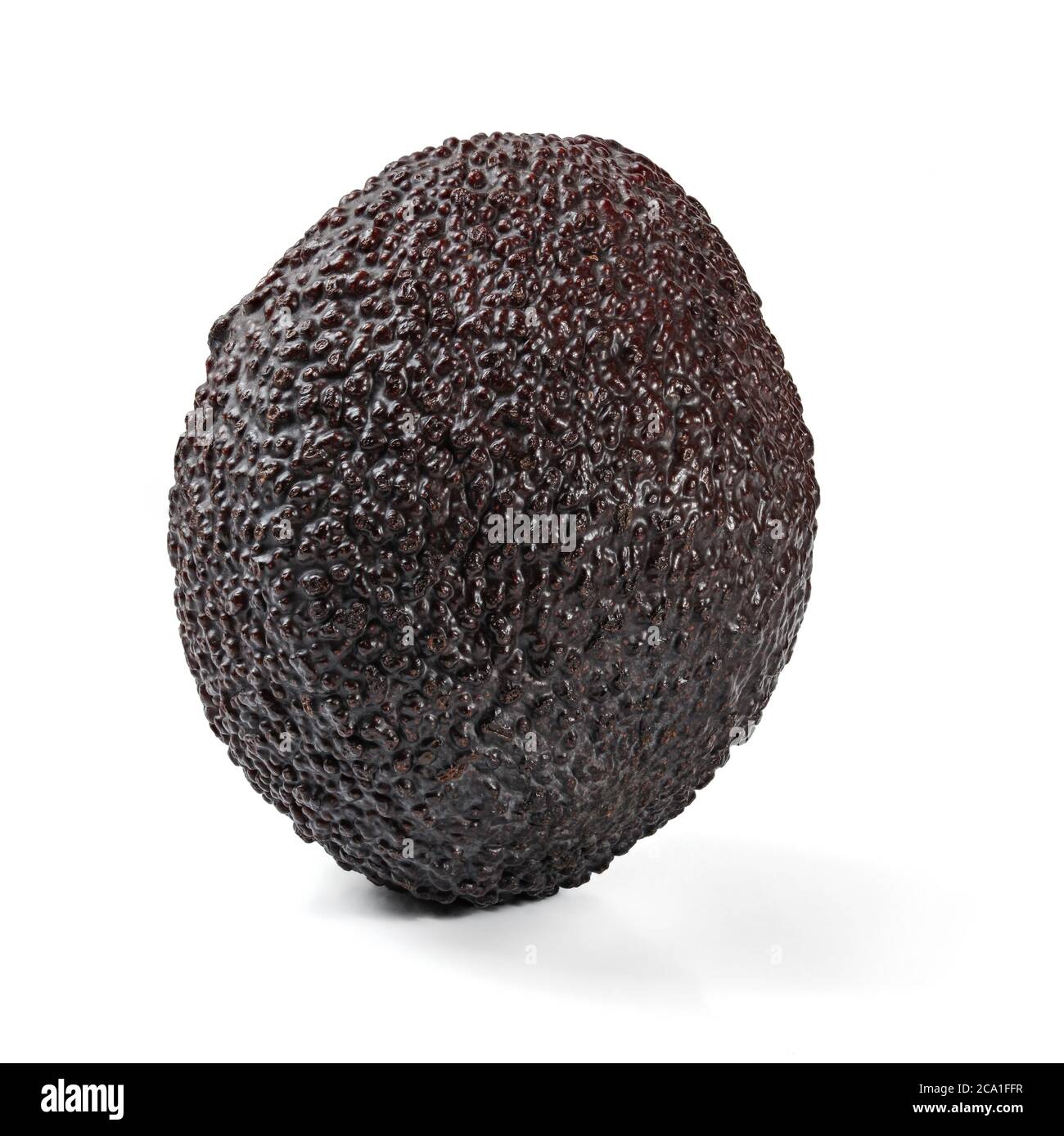 Avocado singolo marrone scuro maturo (varietà bilse) isolato su sfondo bianco Foto Stock