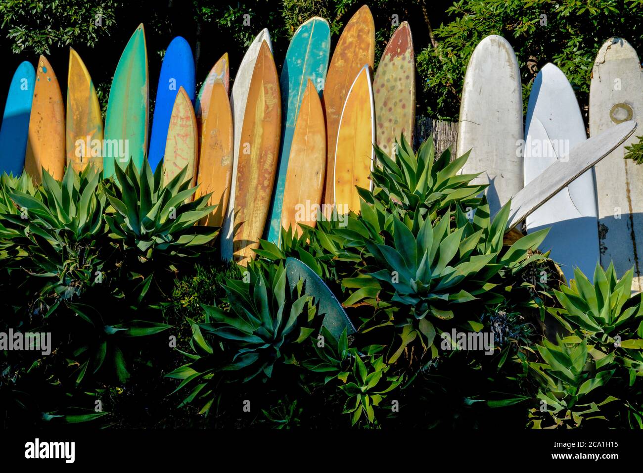 Una serie di tavole da surf in pensione, grugnose e vintage in un giardino di agave che mostra icone di cultura del surf a Santa Barbara, CA, USA Foto Stock