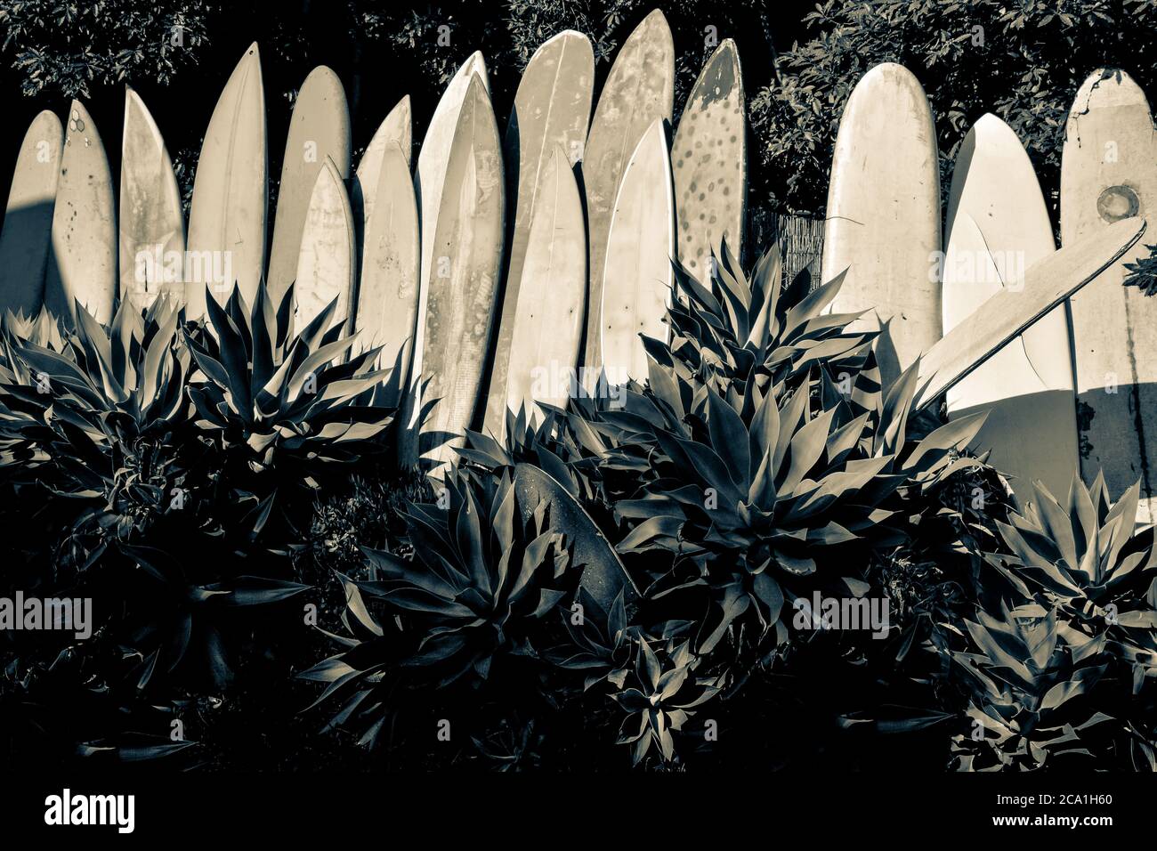 Una serie di tavole da surf in pensione, grugnose e vintage in un giardino di agave che mostra icone di cultura del surf a Santa Barbara, CA, USA in tono split Foto Stock