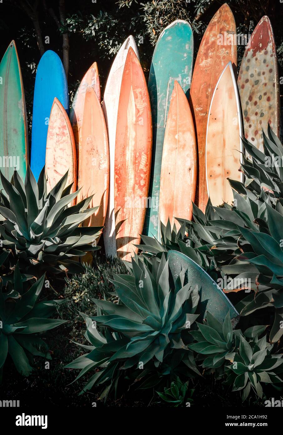 Una linea verticale di tavole da surf in pensione, grugnose e vintage in un giardino di agave nella California meridionale Foto Stock