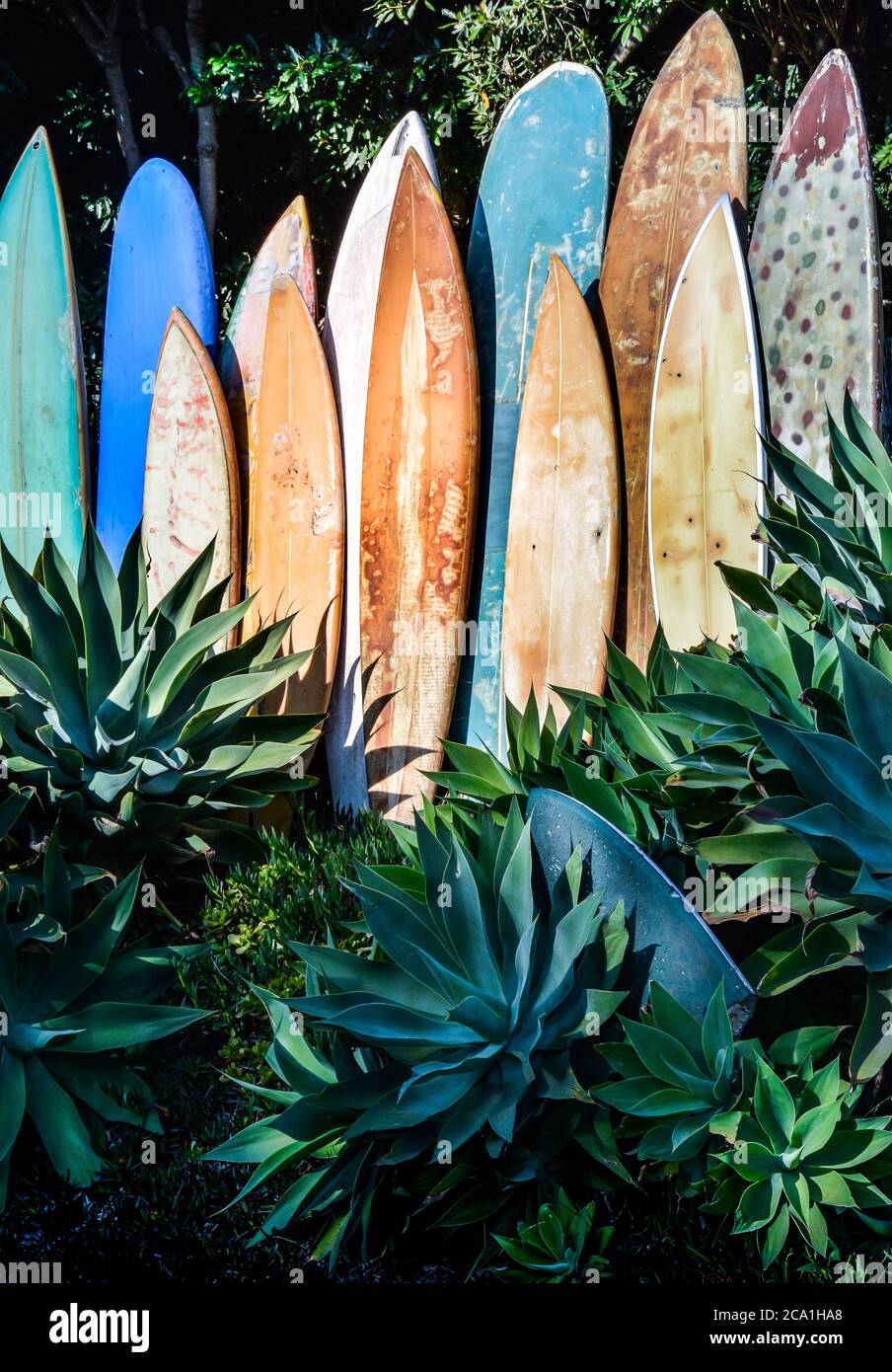 Una linea verticale di tavole da surf in pensione, grugnose e vintage in un giardino di agave nella California meridionale Foto Stock