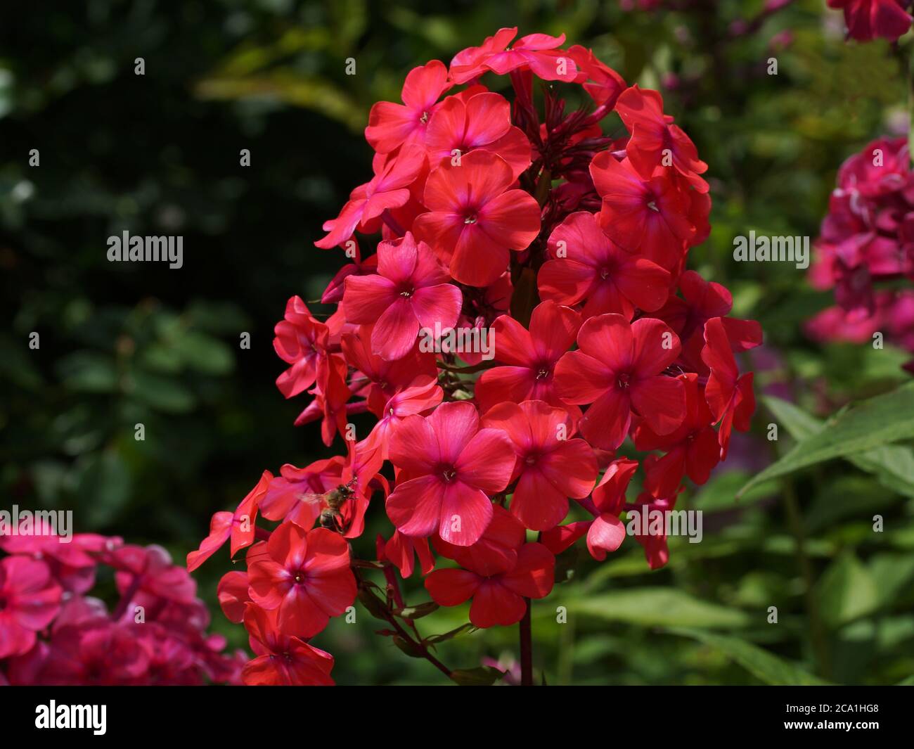 Fiori rossi. Phlox paniculata, flox caduta, flox giardino, flox perenne o flox estate Foto Stock