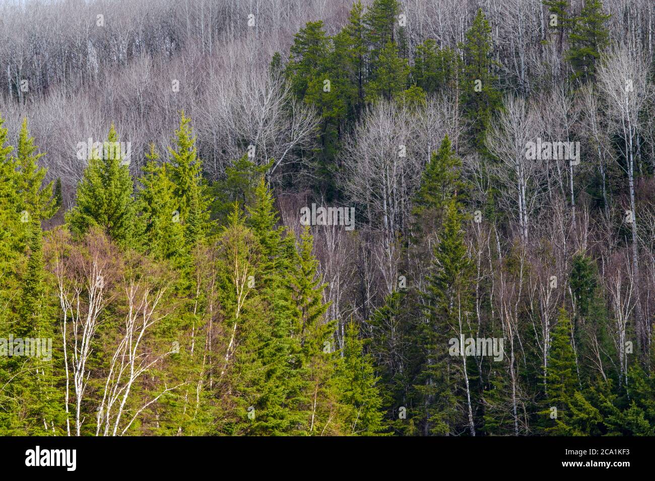 Foresta boreale in primavera, Timmins, Ontario, Canada Foto Stock