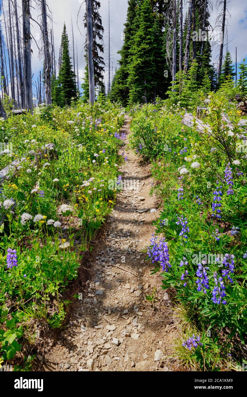 Il sentiero conduce attraverso masse di fiori selvatici gialli, blu e bianchi sul sentiero Skyline, Manning Park, BC Foto Stock