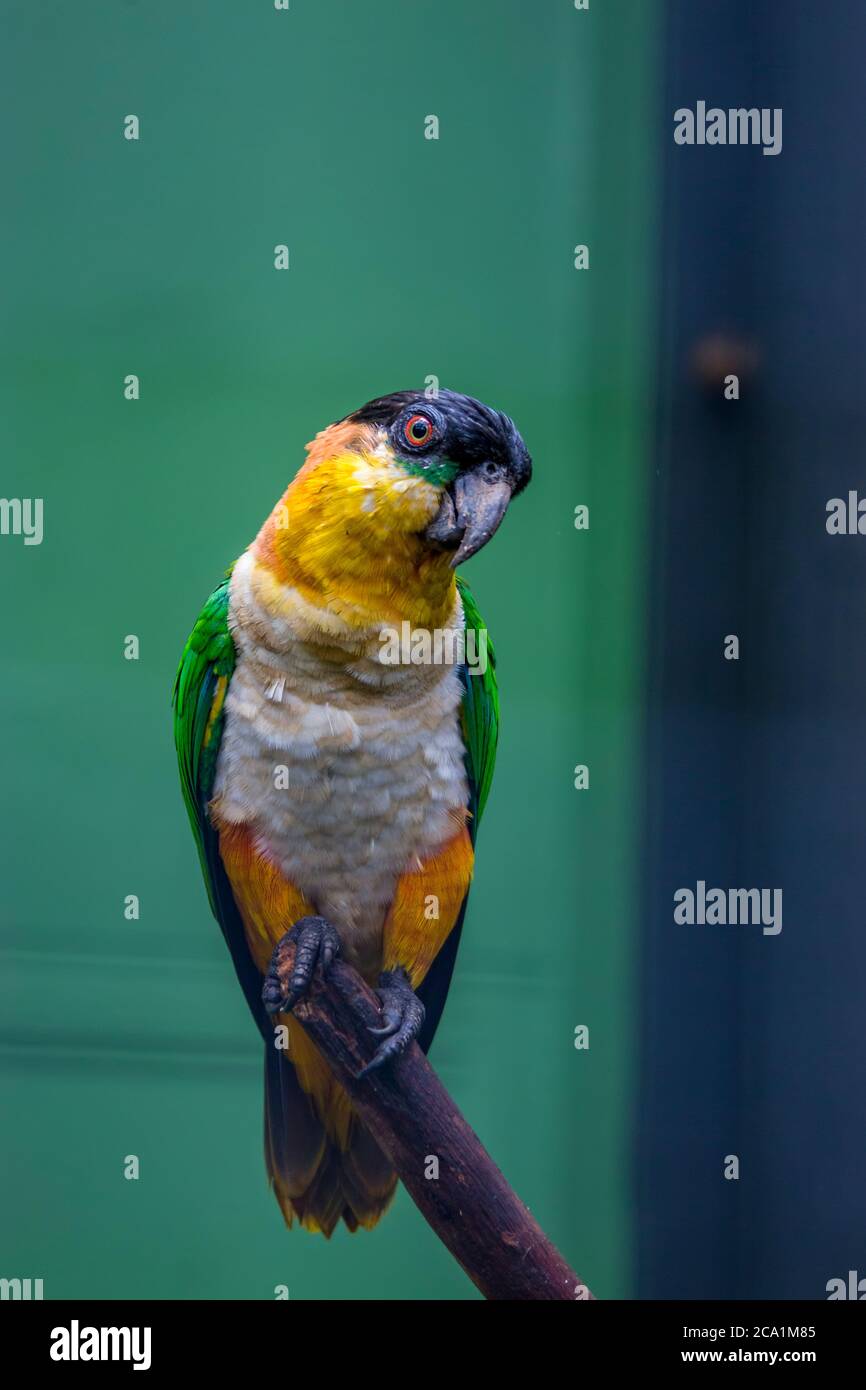 Il pappagallo a testa nera (Pionites melanocephalus) è una delle quattro specie del genere Pionites della famiglia Psittacidae; Foto Stock