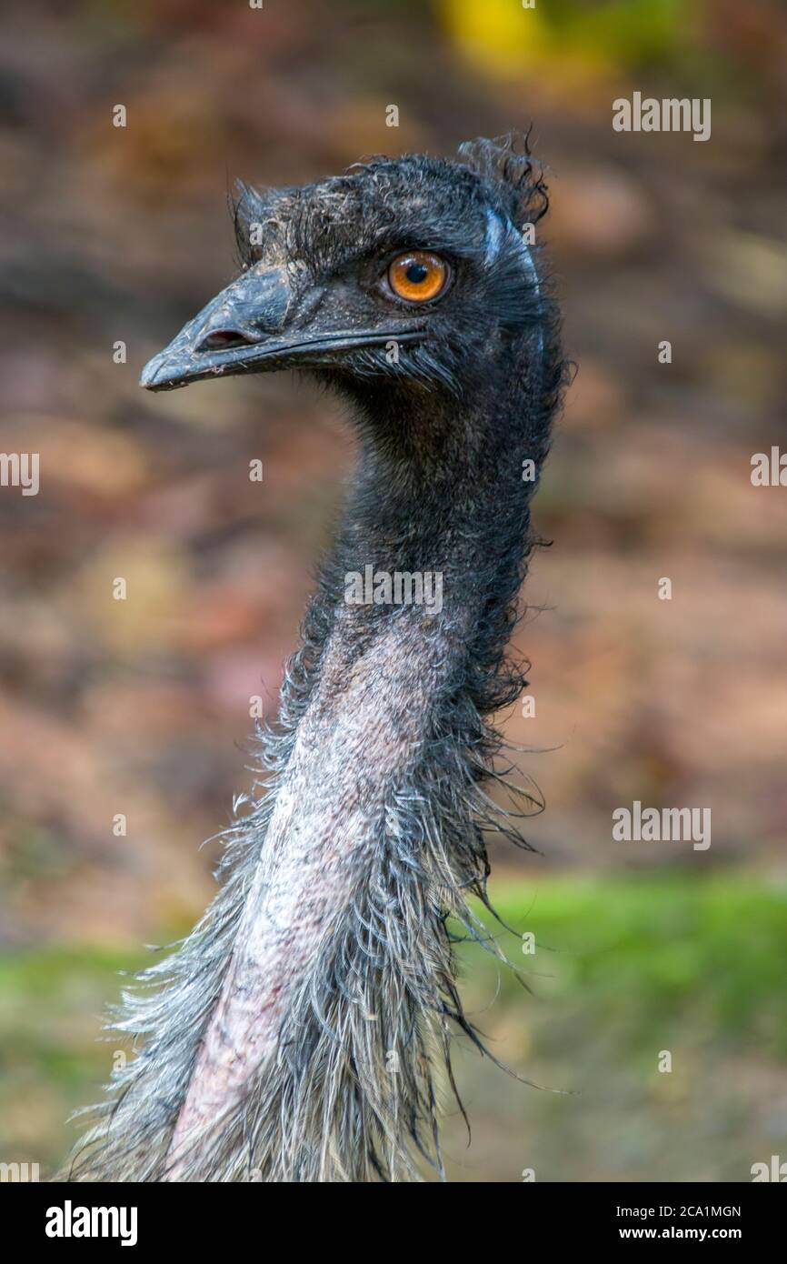L'emu (Dromaius novaehollandiae) è il secondo uccello vivente per altezza, dopo il suo parente ratito, l'struzzo. È endemico per l'Australia. Foto Stock