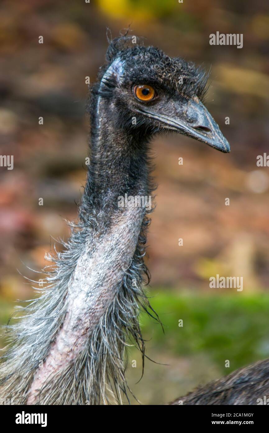 L'emu (Dromaius novaehollandiae) è il secondo uccello vivente per altezza, dopo il suo parente ratito, l'struzzo. È endemico per l'Australia. Foto Stock