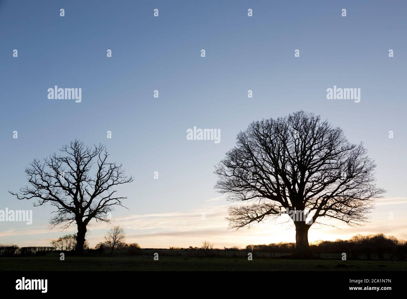 Alberi senza foglie in silhouette contro un cielo invernale nello Shropshire, Inghilterra. Foto Stock