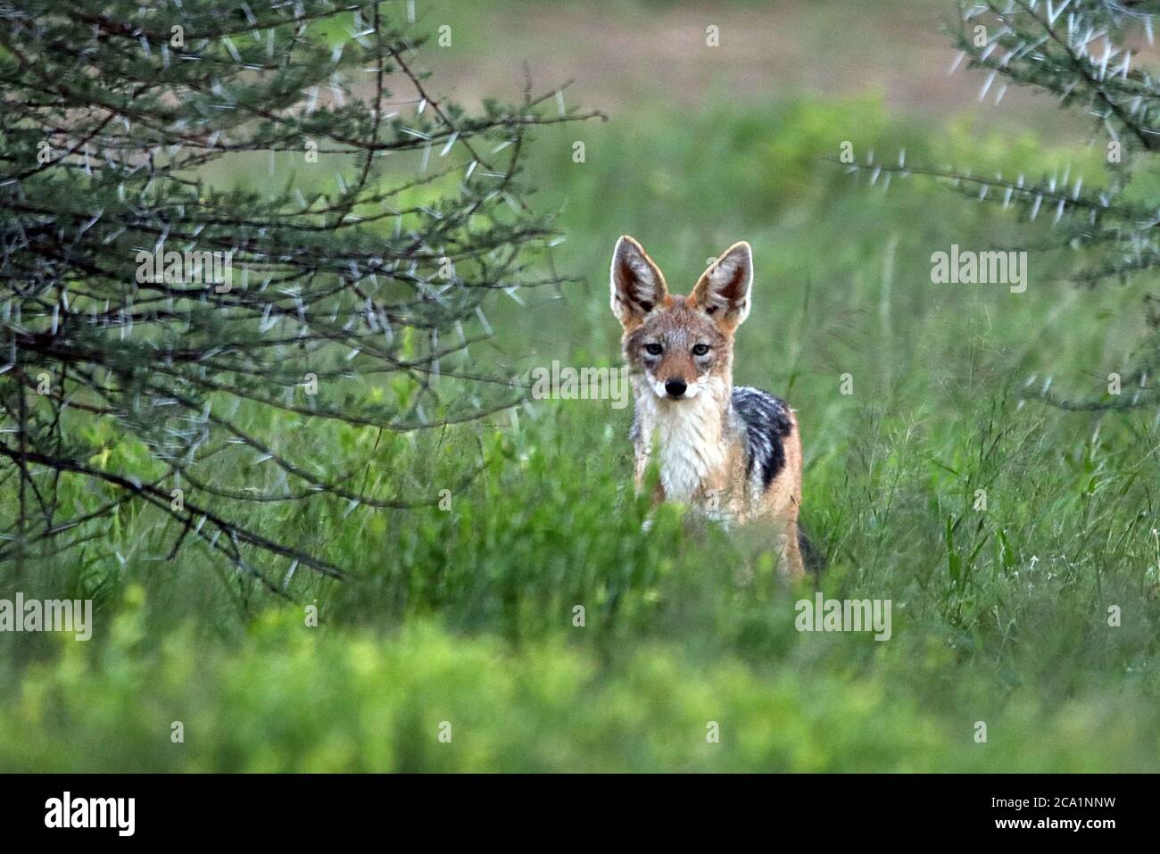 Un Jackal Black-backed (Canis mesomelas) che fissava la telecamera nella stagione delle piogge alla Riserva privata Erindi, nella Regione di Erongo, in Namibia. Foto Stock