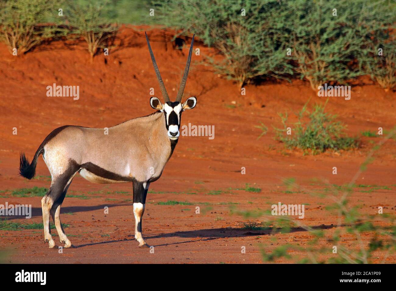 Gemsbok o Oryx (gazella Oryx) guardando la macchina fotografica sulla sabbia rossa durante la stagione umida alla Riserva di gioco privata Erindi, Namibia. Foto Stock