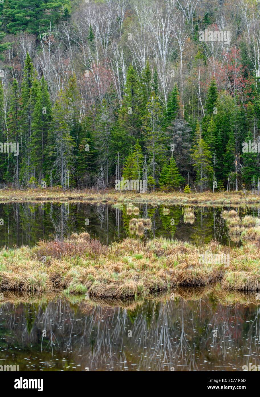 La vegetazione primaverile si riflette in Windy Creek, Onaping, Greater Sudbury, Ontario, Canada Foto Stock