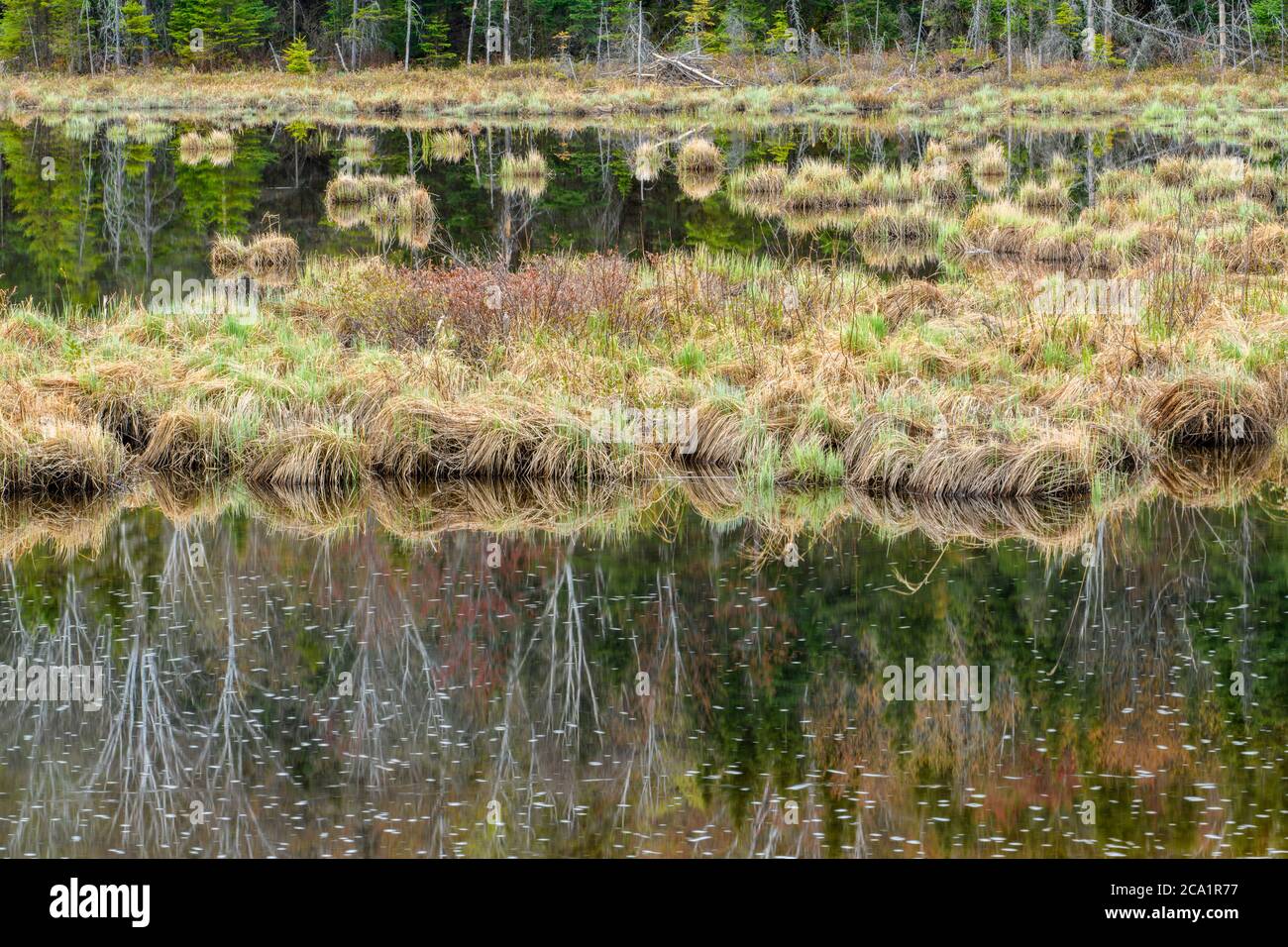 La vegetazione primaverile si riflette in Windy Creek, Onaping, Greater Sudbury, Ontario, Canada Foto Stock